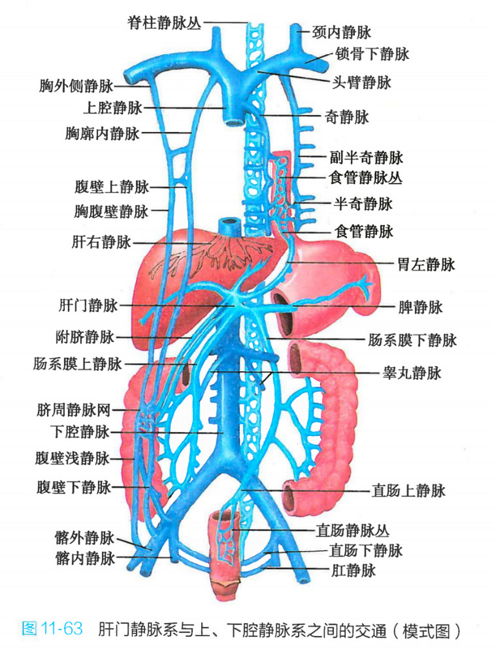 肝门静脉与上下腔静脉图片