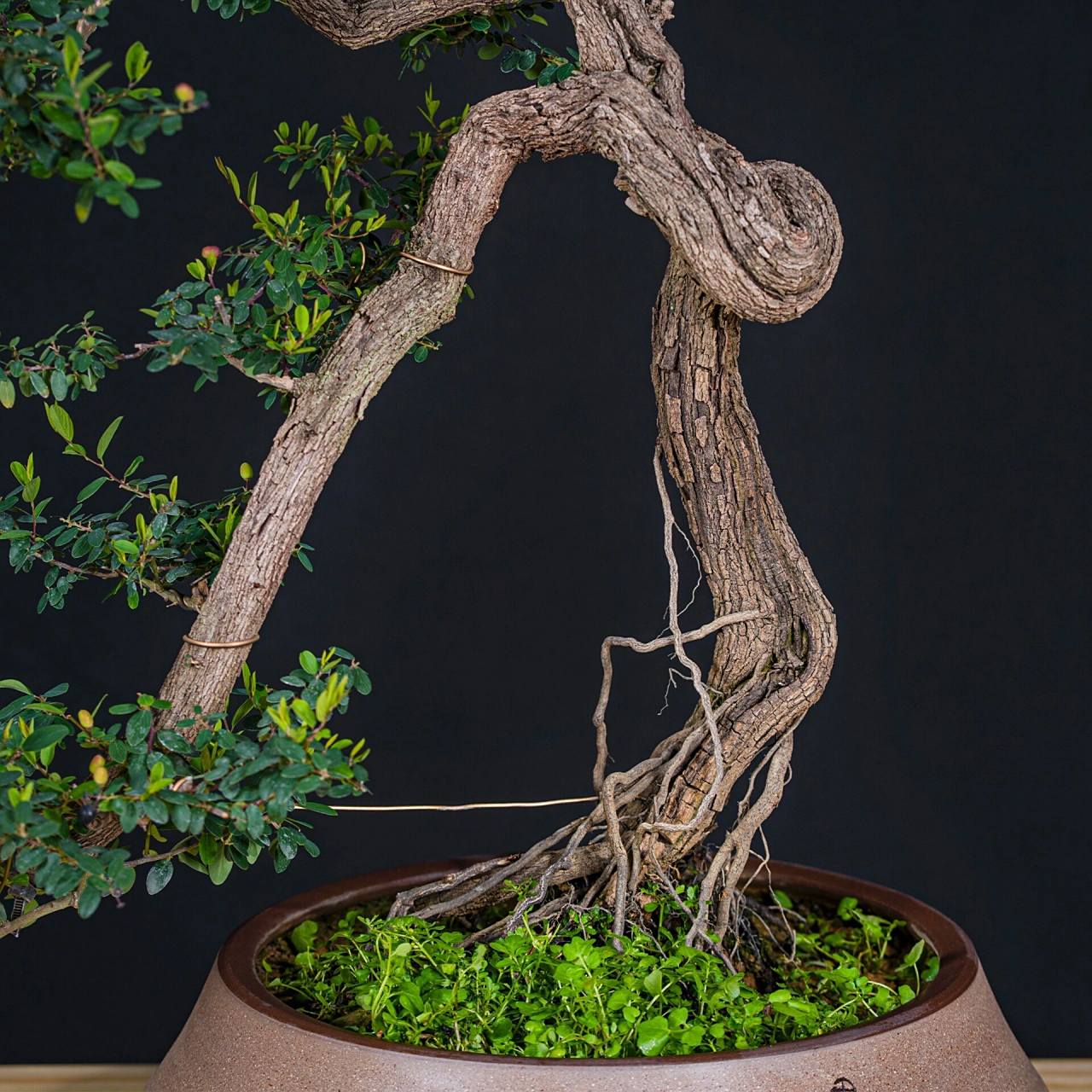 铁包金盆景的养殖方法 1,土壤搭配 基本上所有盆景植物的土壤标配,都