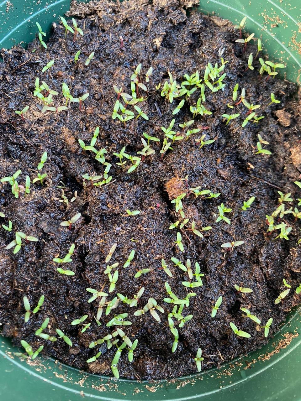 太阳花播种 图1是第一次播的 图2,3,4第二次播的都已经发芽了