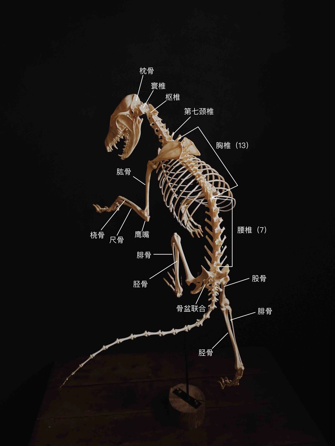 🦊狐狸骨骼结构