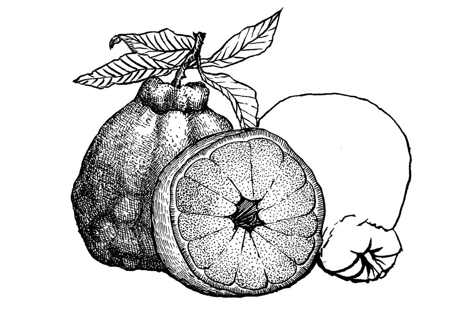 丑橘写生#水果线描写生#黑白线描画#原创 《丑橘写生》 适合年龄:岁 