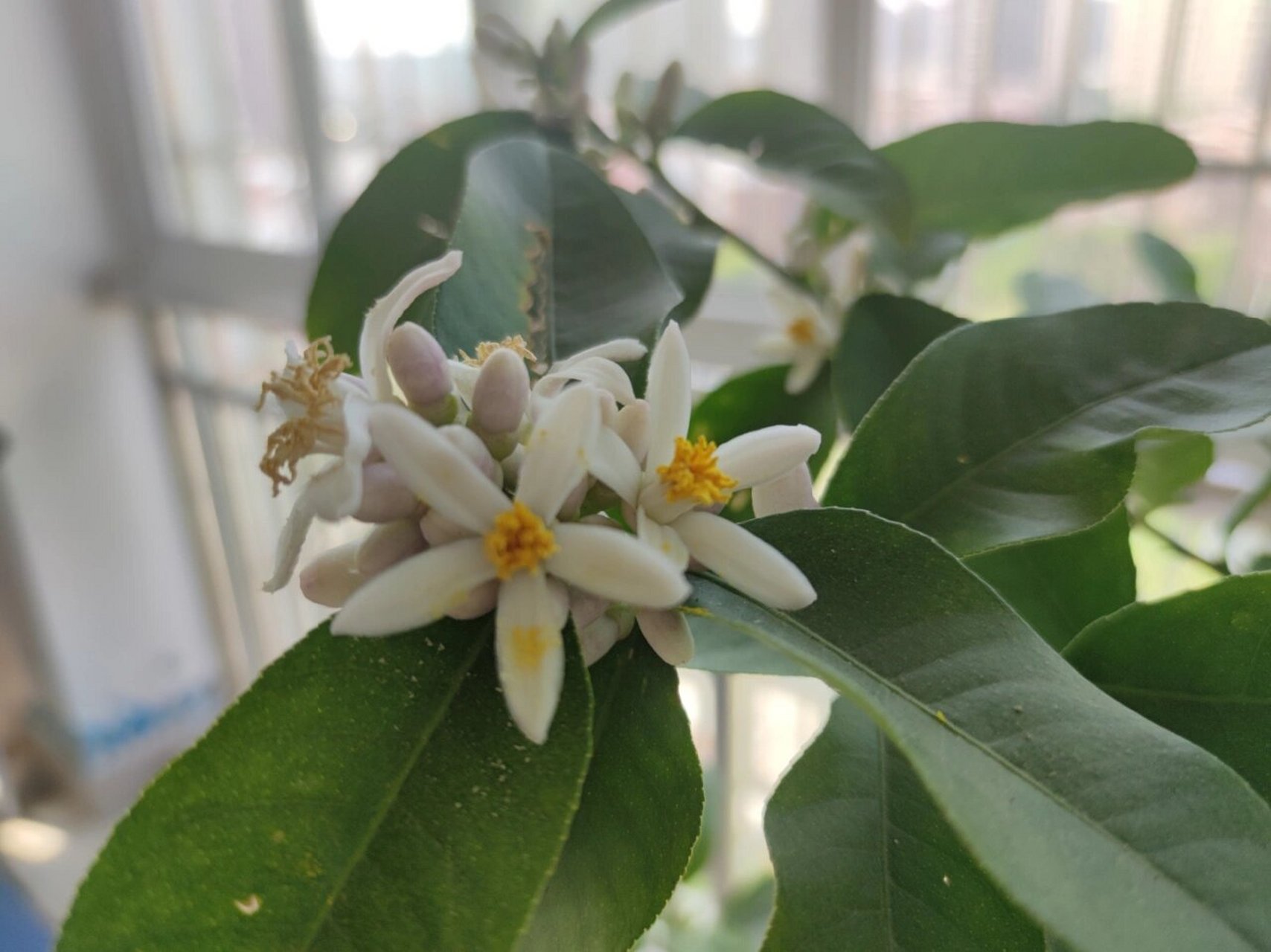 香水柠檬树开花了,人工授粉 阳台上这颗香水柠檬树高1米6,枝头花苞