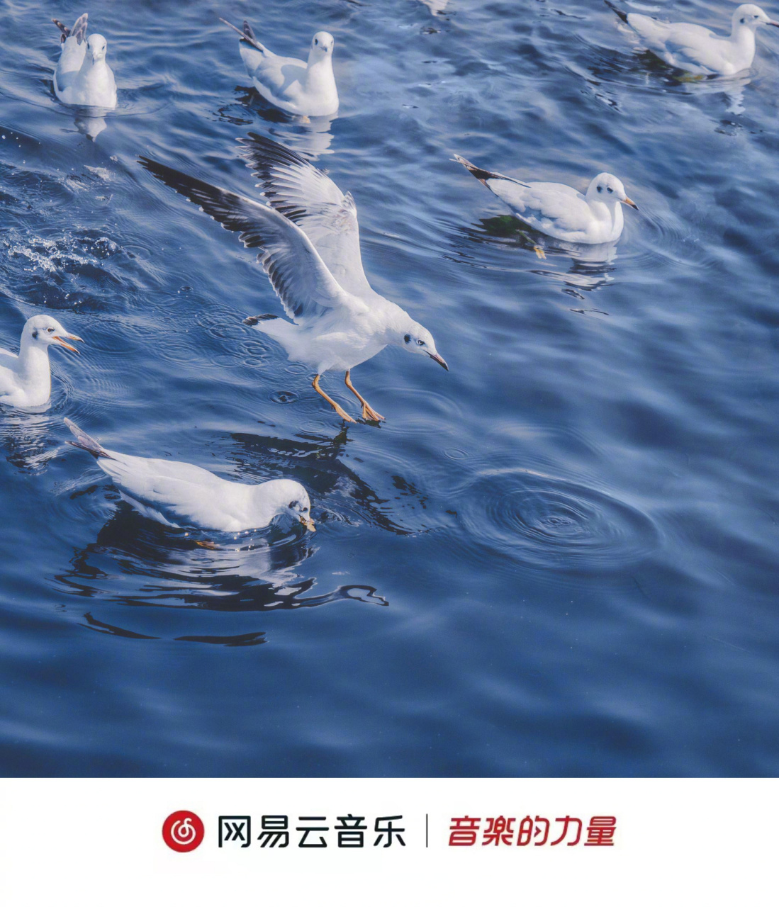 云音乐新碟首发#02最新专辑《动物园钉子户Ⅱ》正式上线!