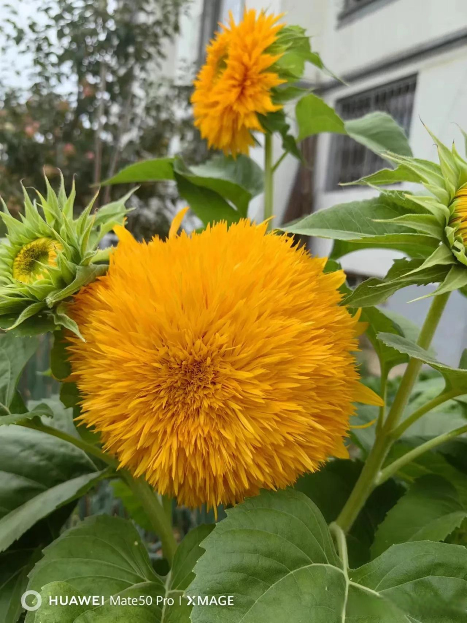 不对呀,向日葵怎么会长这样,但是看它的花盘,还真是向日葵的样子