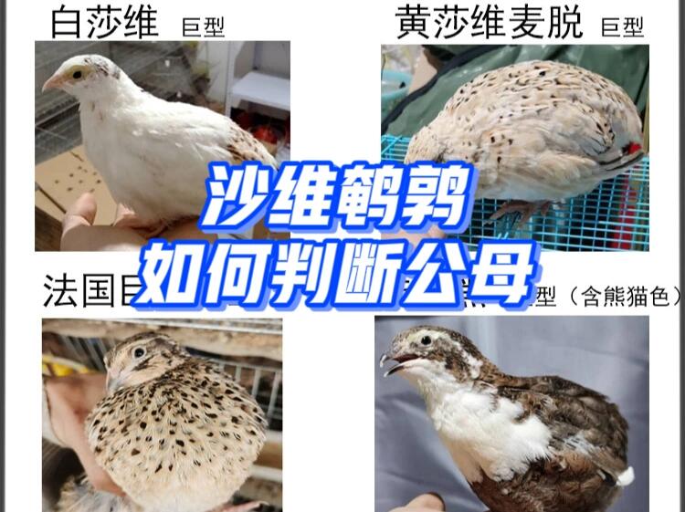 沙维鹌鹑如何判断公母?教程拿去