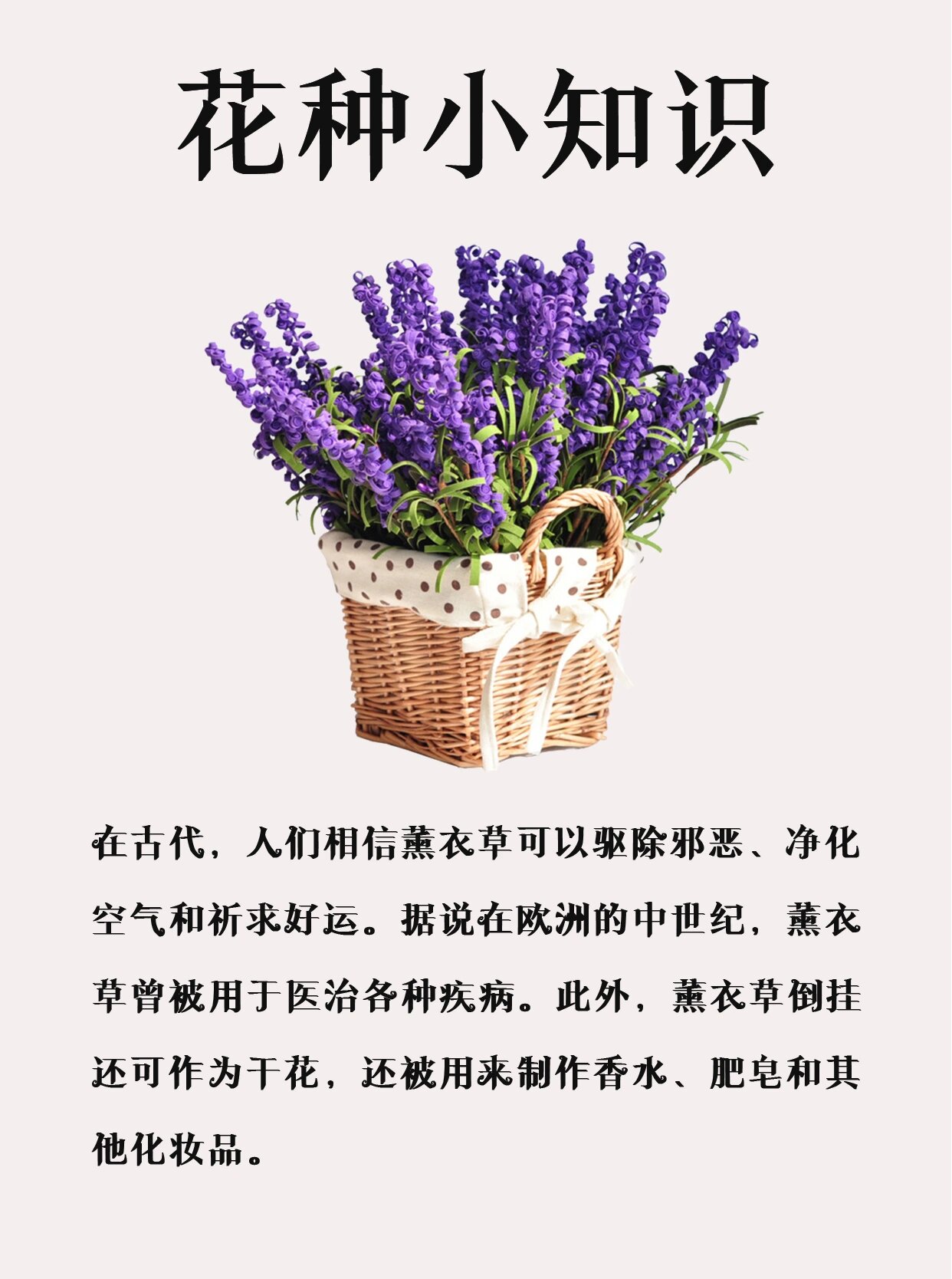 薰衣草种植方法及养护图片