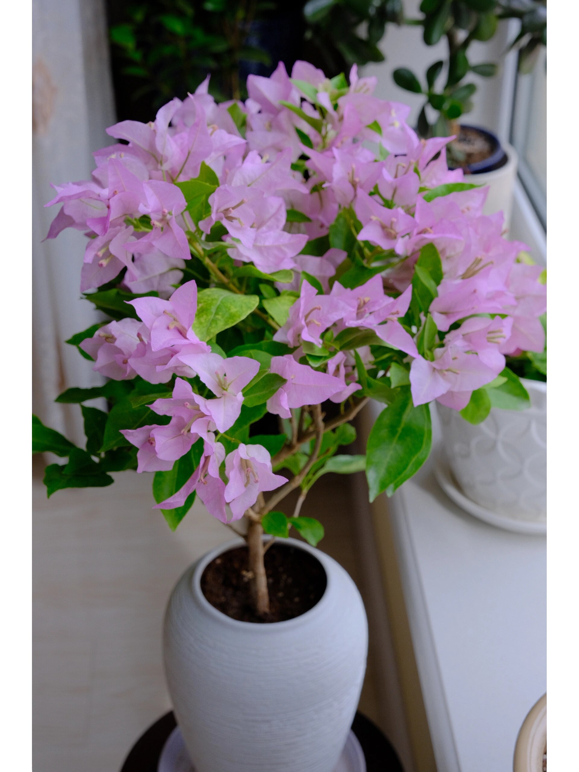 第一棵三角梅|金夫人 金夫人的花是真的大,喜欢这种浅粉,大爱金夫人.