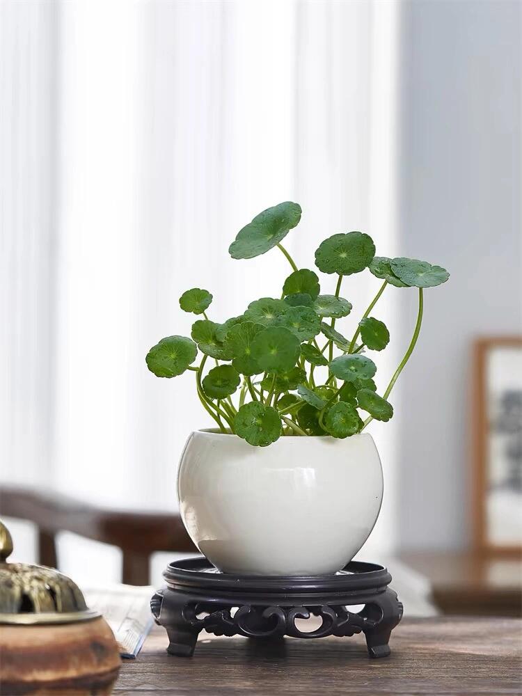 94超治愈的铜钱草,我家的风水植物92