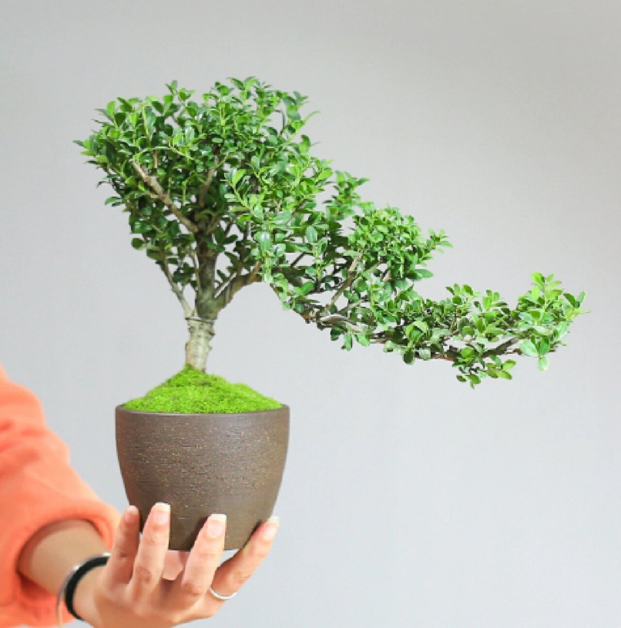 每日盆栽——龟甲冬青 【龟甲冬青】 龟甲冬青是冬青科,冬青属齿叶