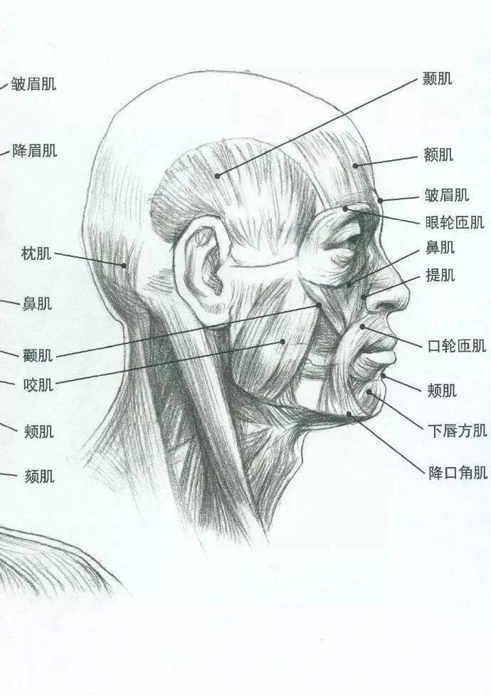 素描脸部肌肉详细图片