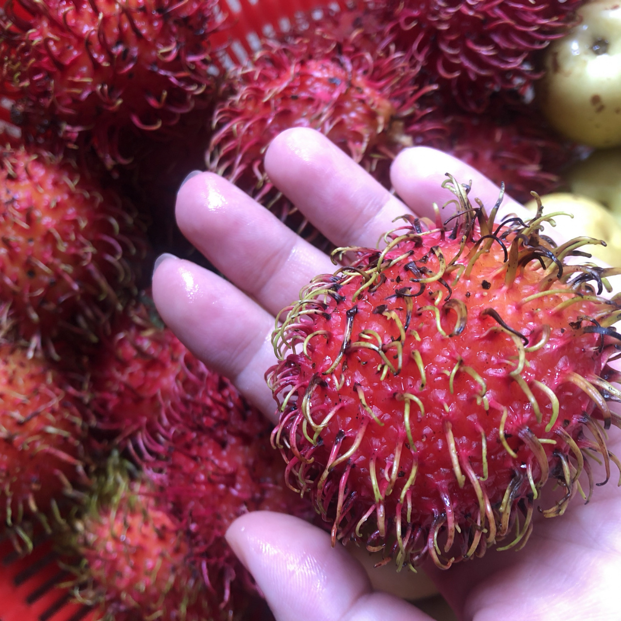 来科普毛球(红毛丹)的功效啦 这个果子酸酸甜甜的 水份也蛮多的 就是