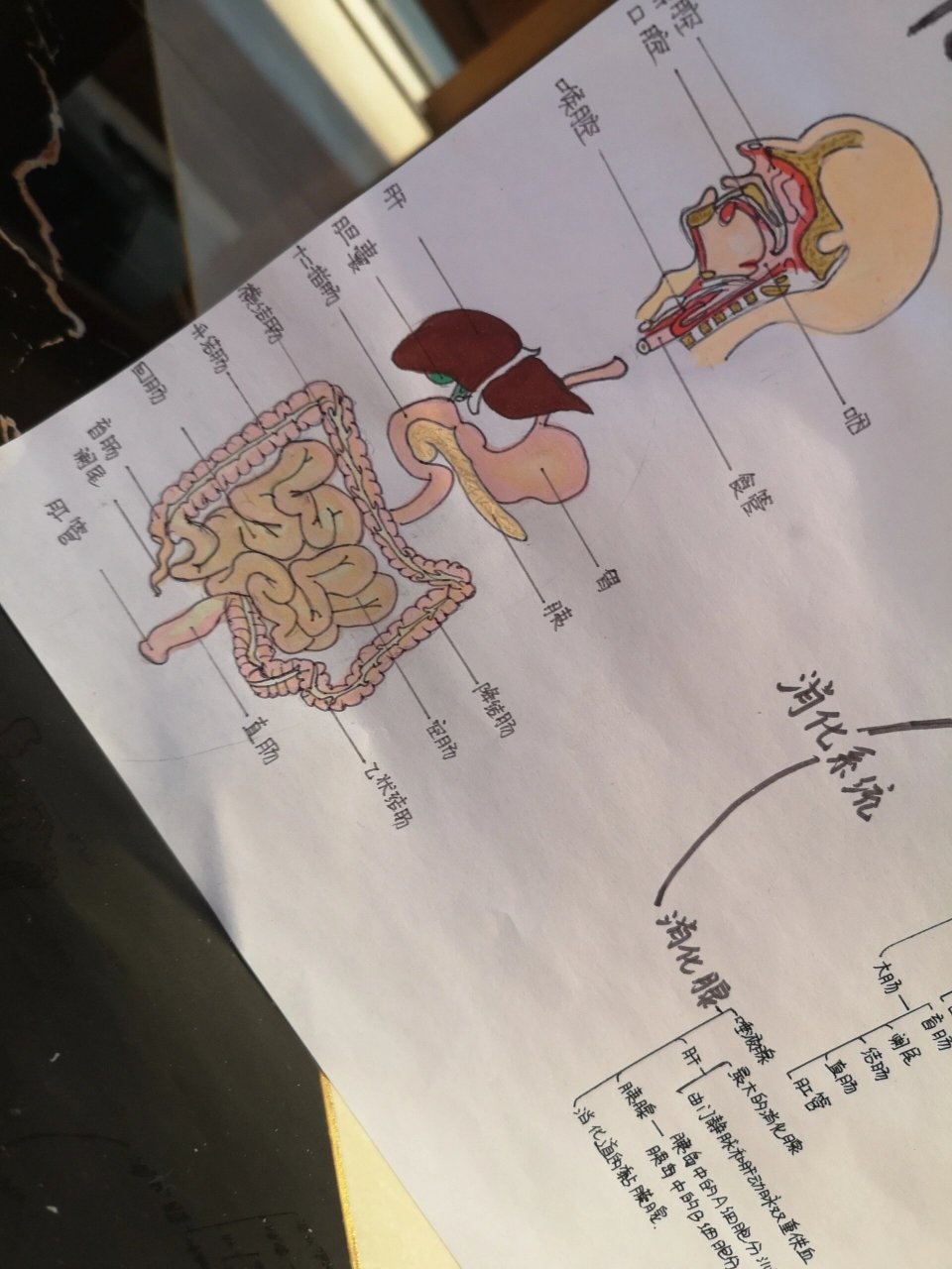 消化系统手抄报 消化系统手抄报