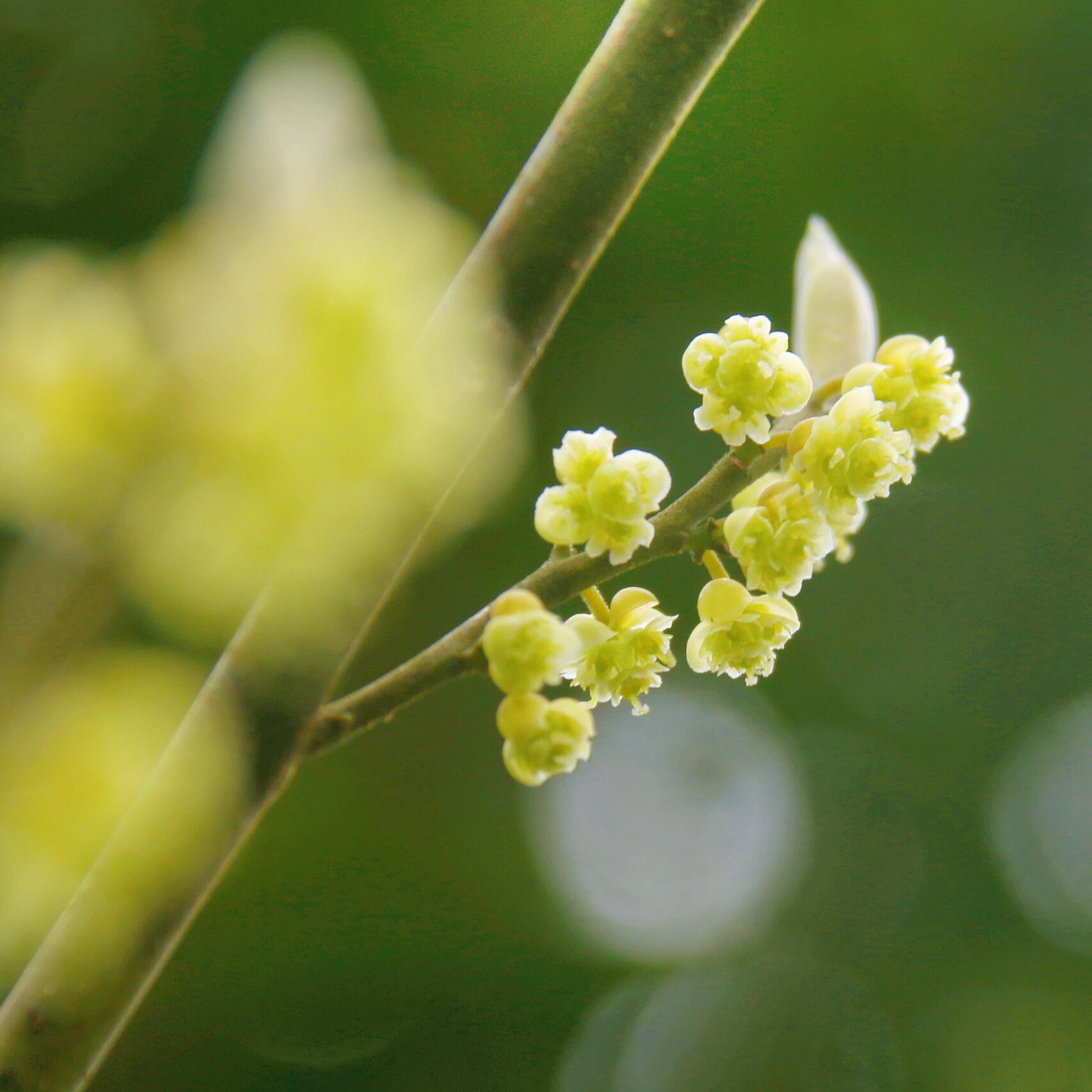 山鸡椒开花图片图片