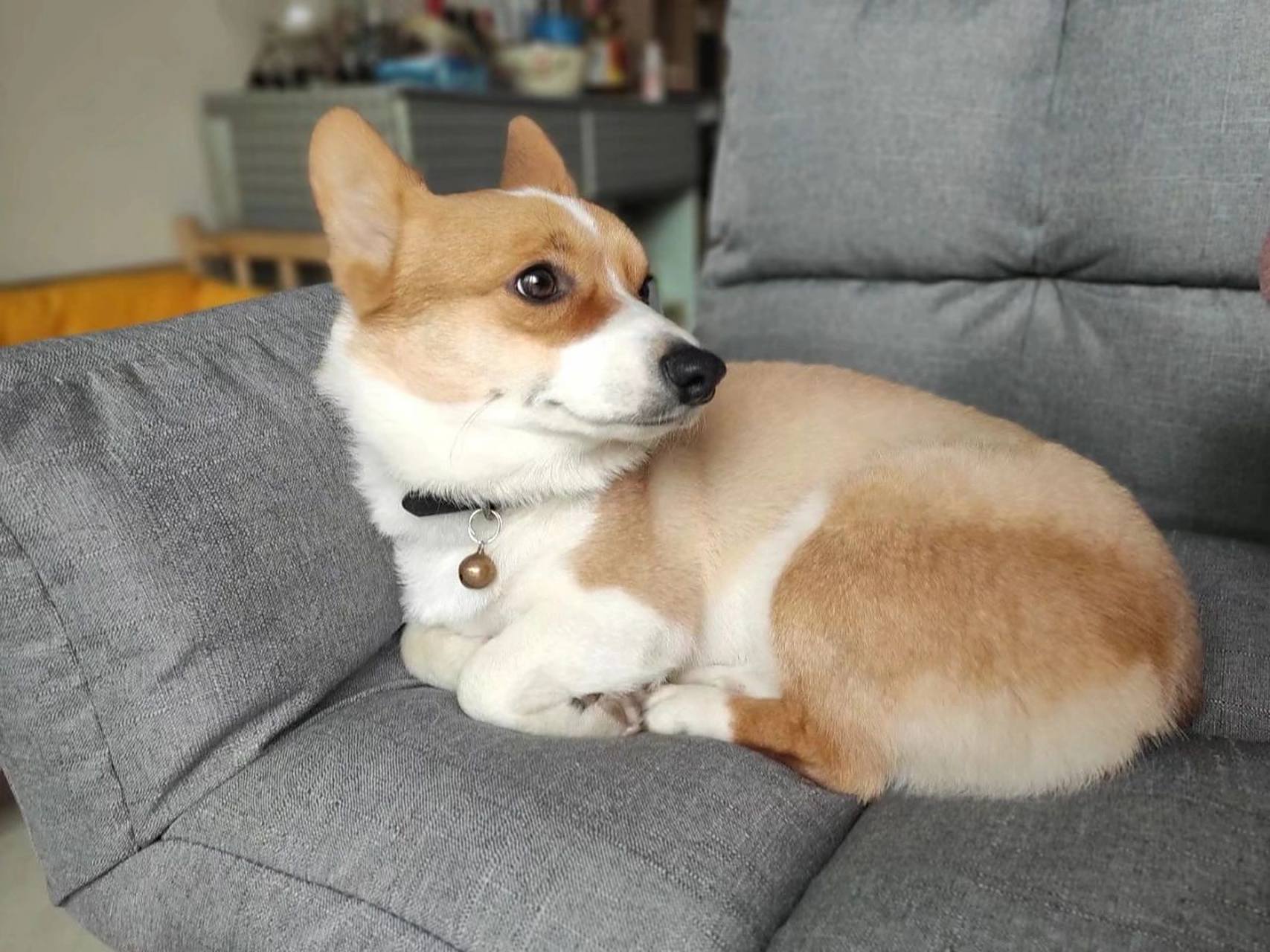 关于柯基剃毛的问题04 若不是皮肤病问题,建议还是不要剪的好,如果