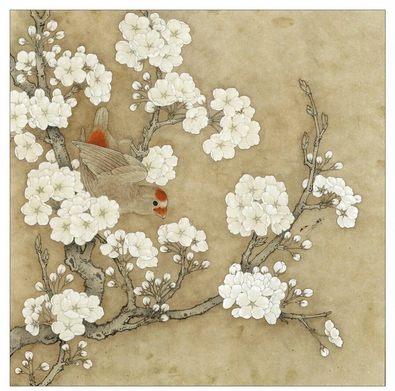 工笔画步骤分享《临宋人梨花鹦鹉图》 李晓明《临宋人梨花鹦鹉图》