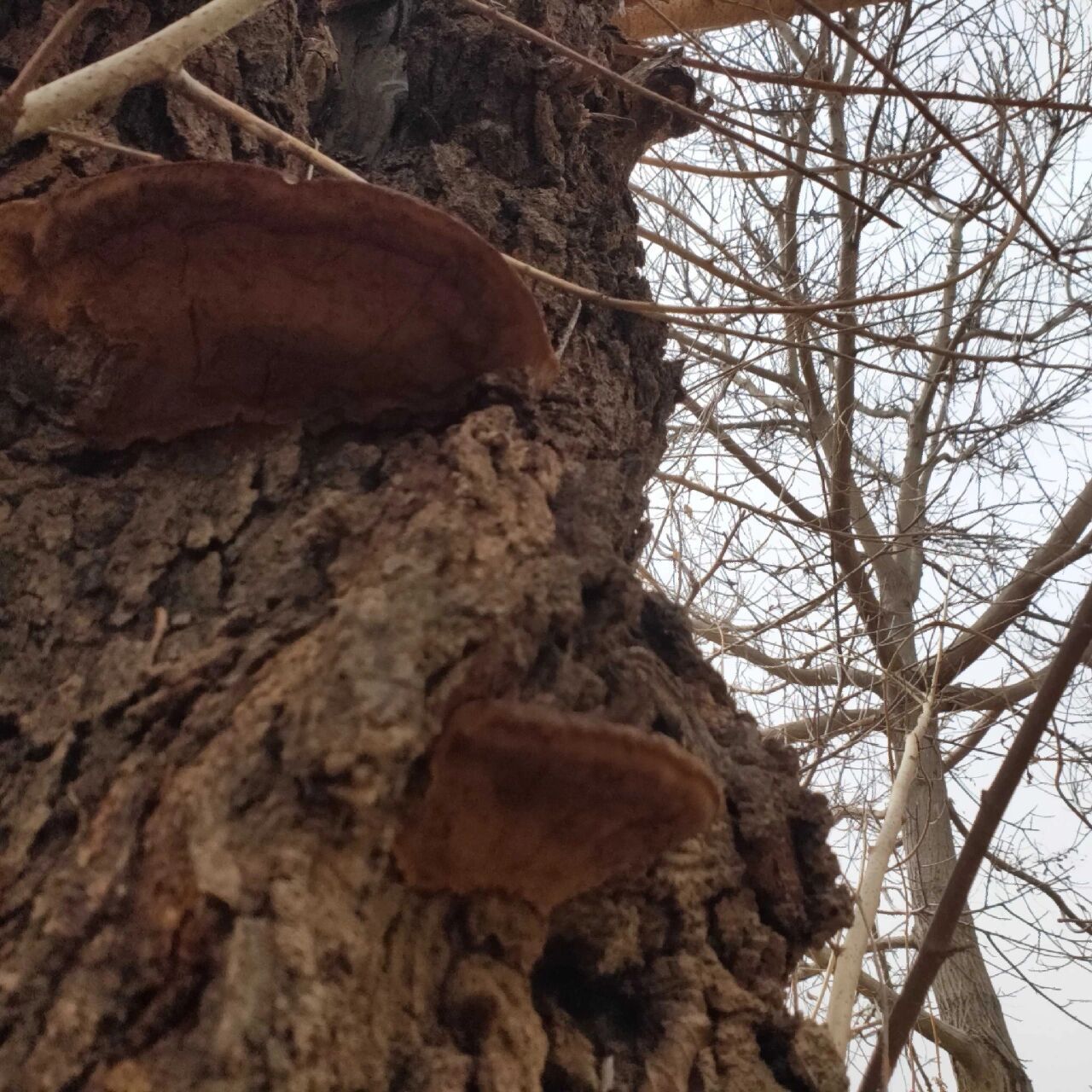 实拍桑树桑黄原木  可供鉴赏