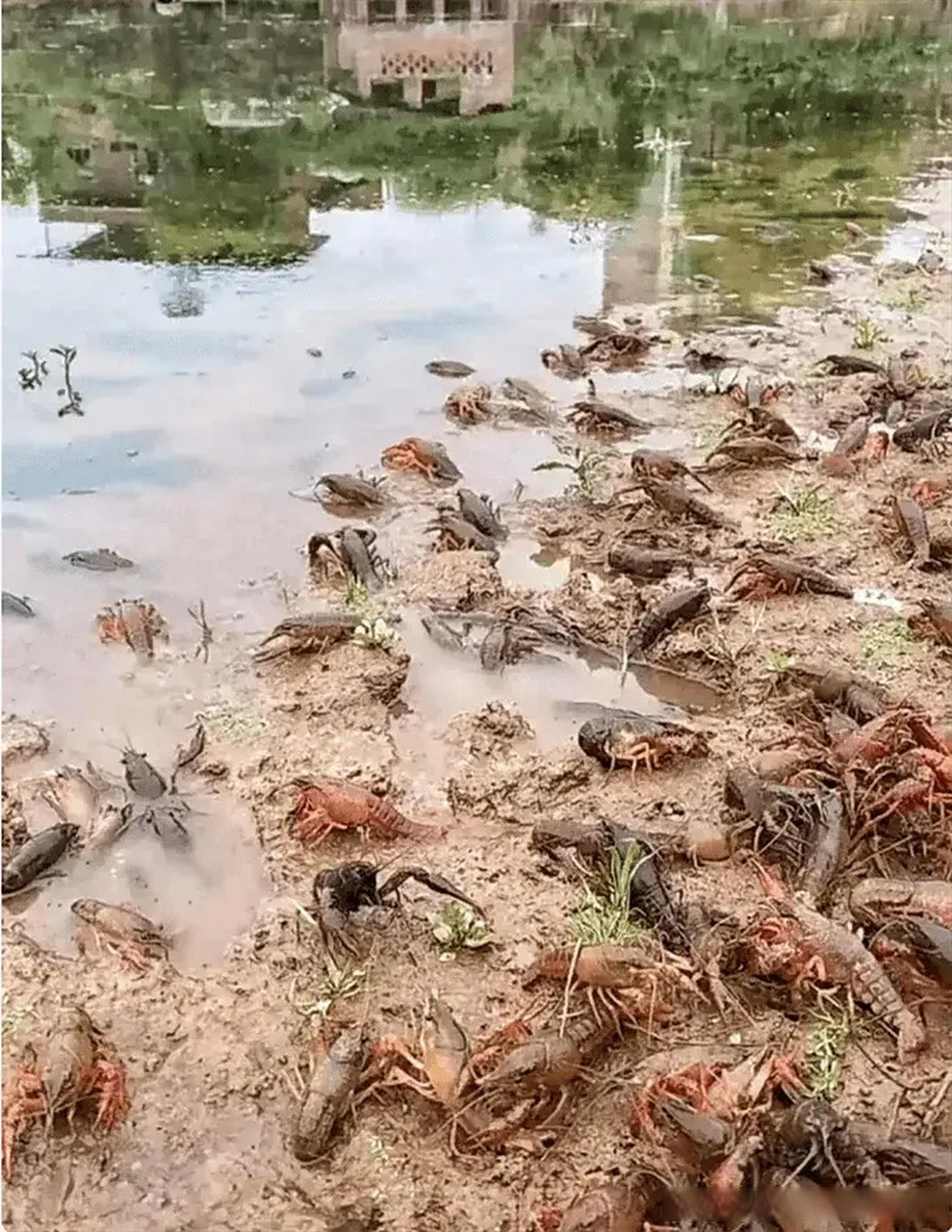 看到小龙虾的生长环境,我不敢再吃了