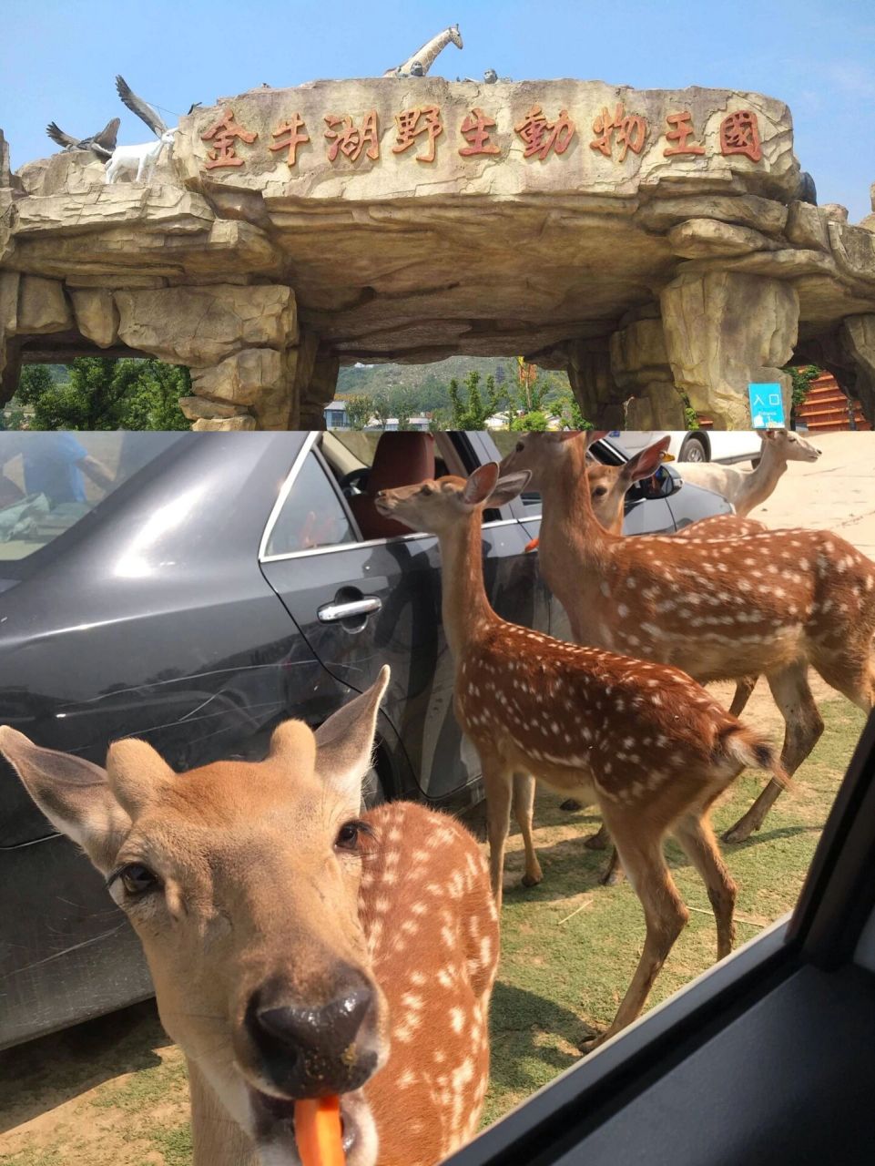 南京8个动物园整理大合集～ 南京动物园总结大合集 1.