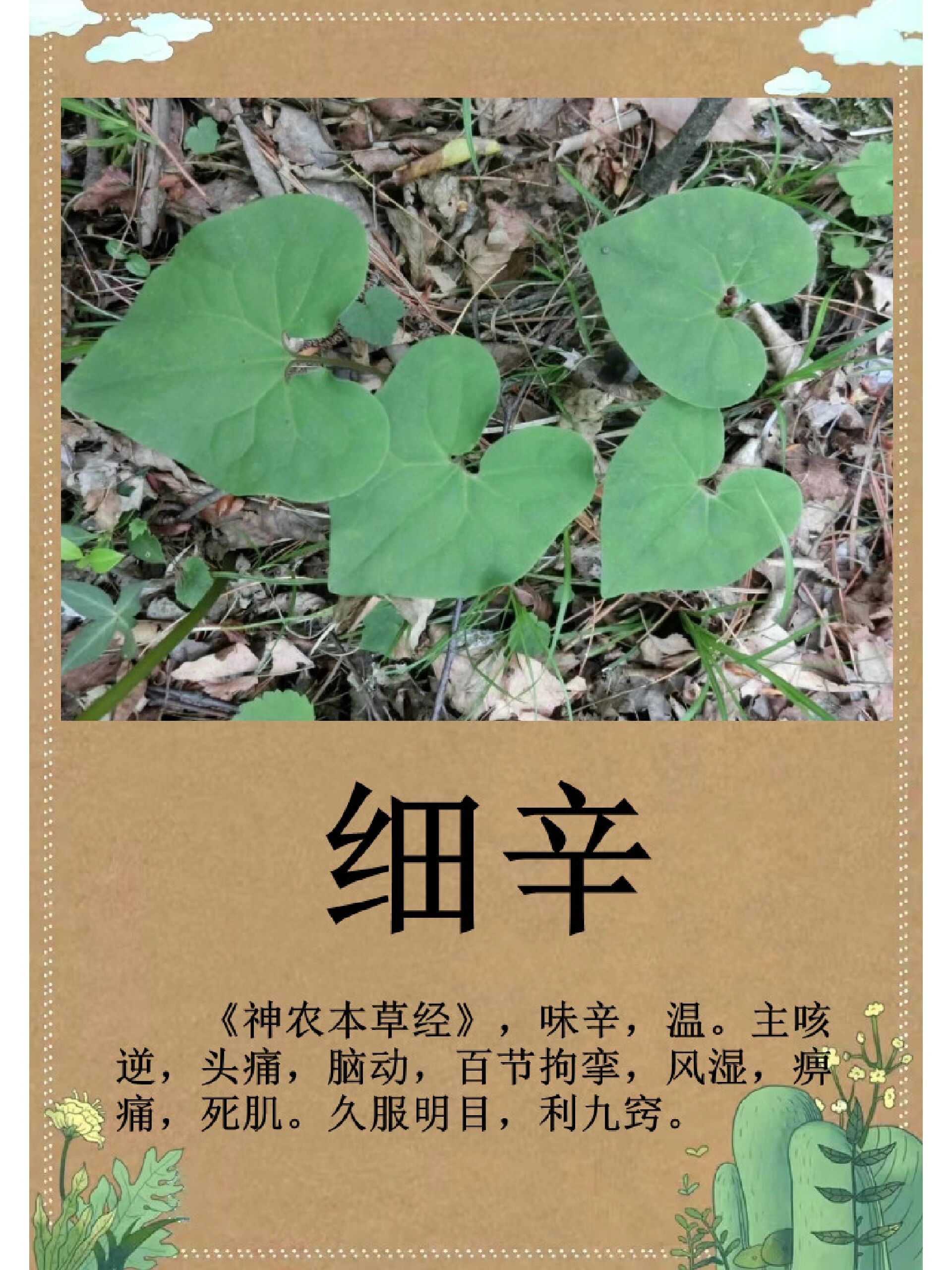 【细辛】每日一更新 95细 辛 95【采收加工】夏季果熟期或初秋采