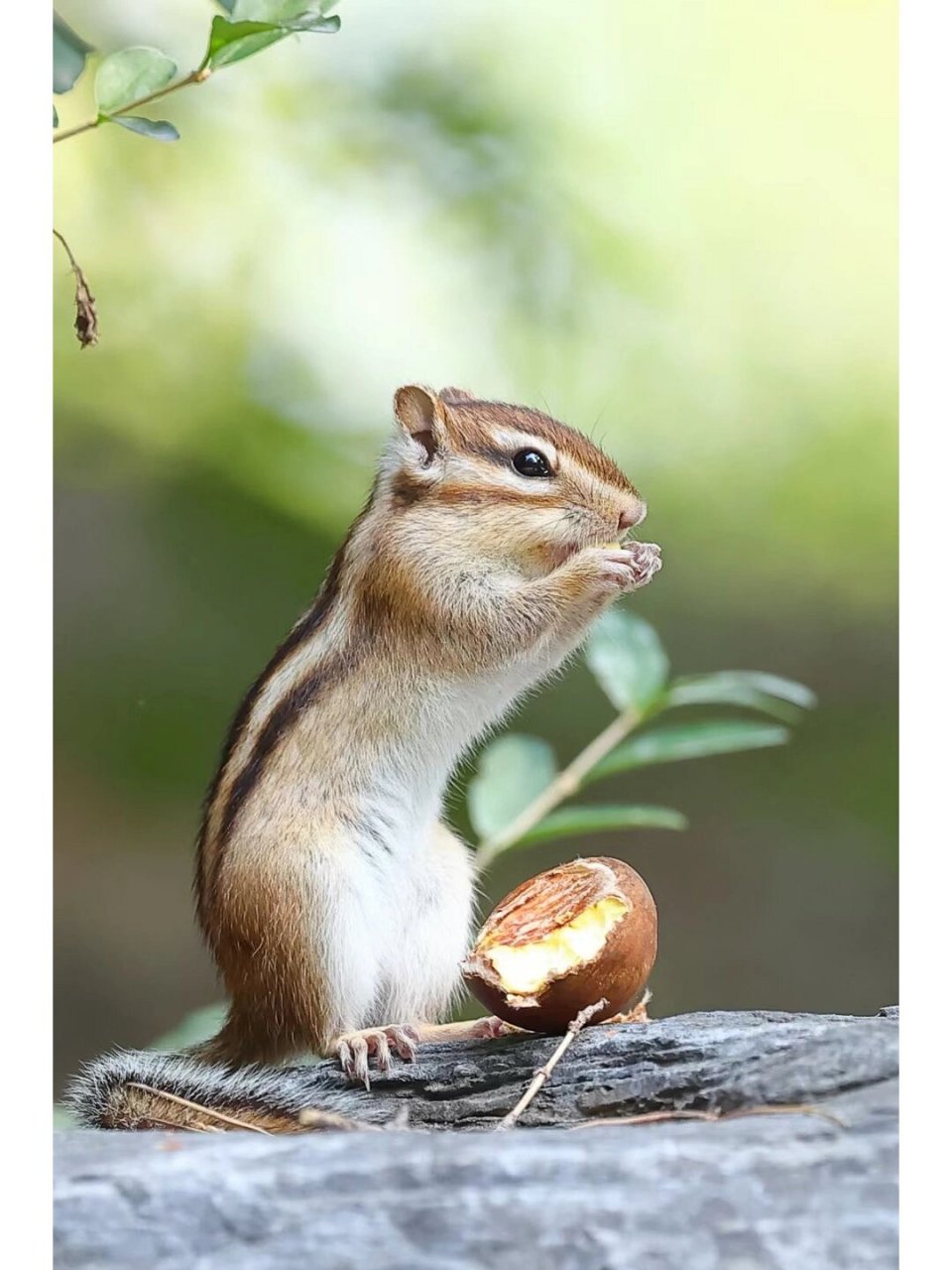 花栗鼠(学名:tamias,别称:金花鼠),松鼠科花栗鼠属动物