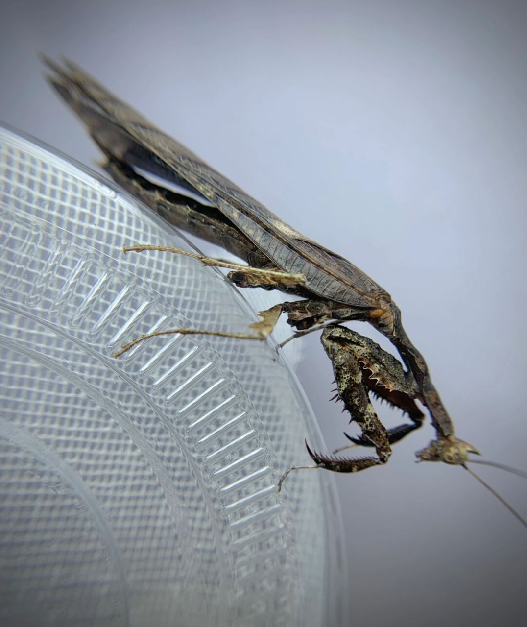 中南拟睫螳雄性成虫～ 来自云南西双版纳～#螳螂