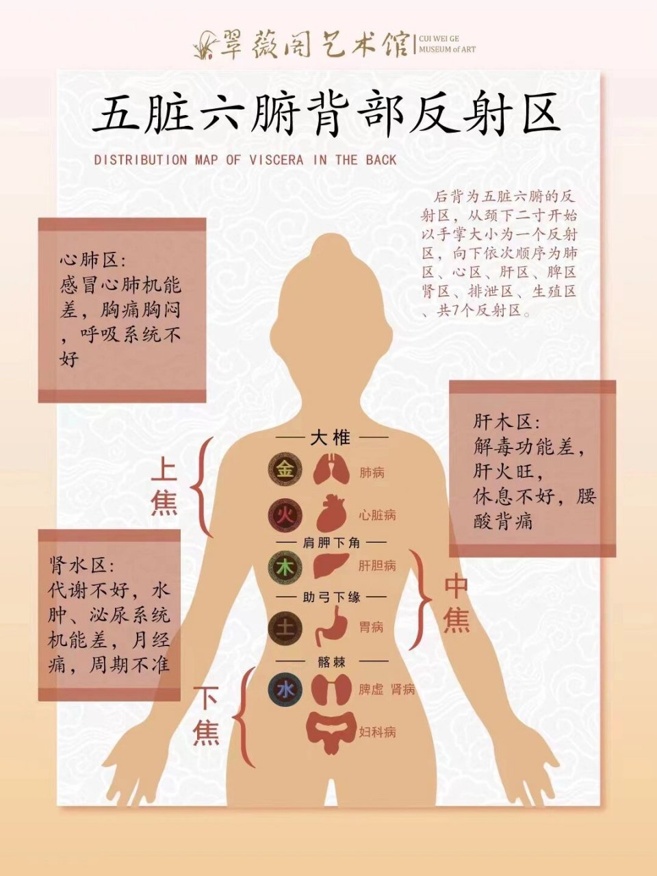 一图读懂|五脏六腑的背部反射区 老山檀的香味是上升的, 对应的是我们