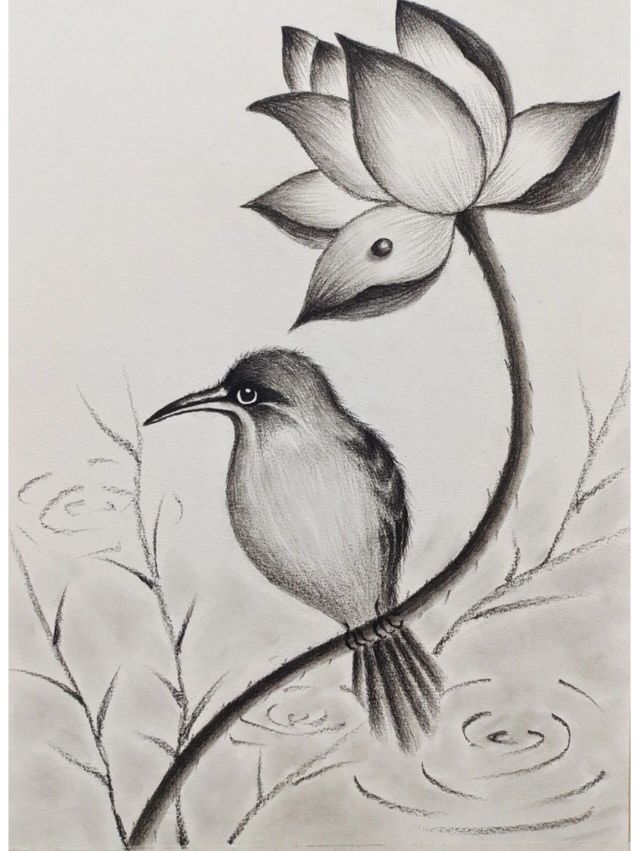 素描鸟临摹作品