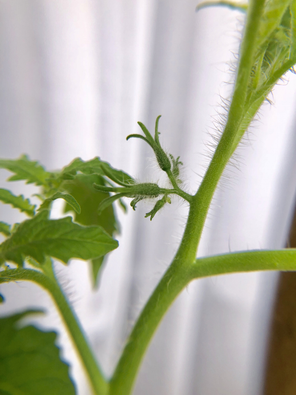 番茄的成长过程 图一:刚发芽长出两片真叶 图二:过了好久才接着长真叶