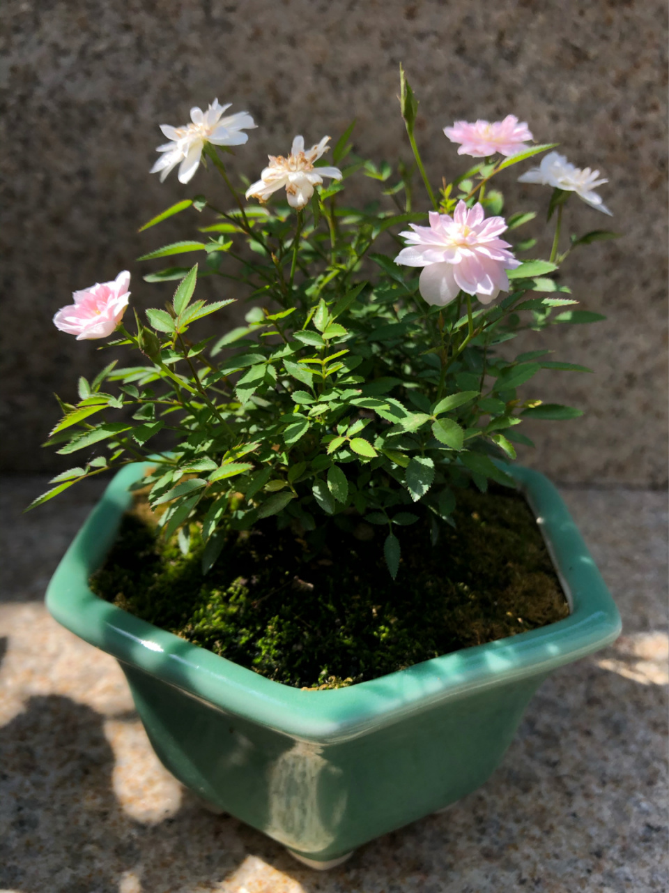 史上最mini的月季-姬乙女,花朵指甲大小 春天时花友送我一盆迷你月季