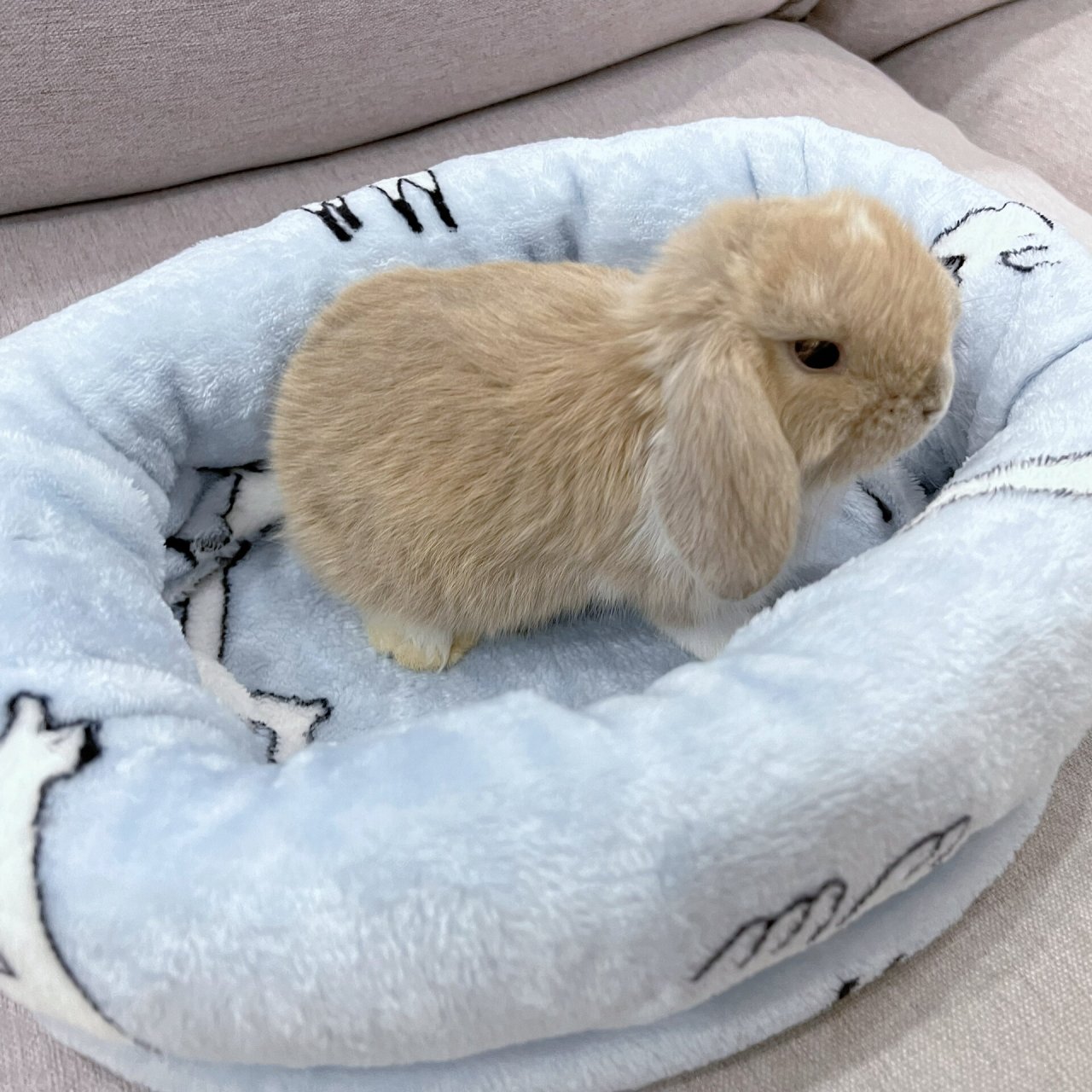 废物利用 ,自制兔窝0成本0难度 最近天气变冷了,想给我家饼干弄个兔窝