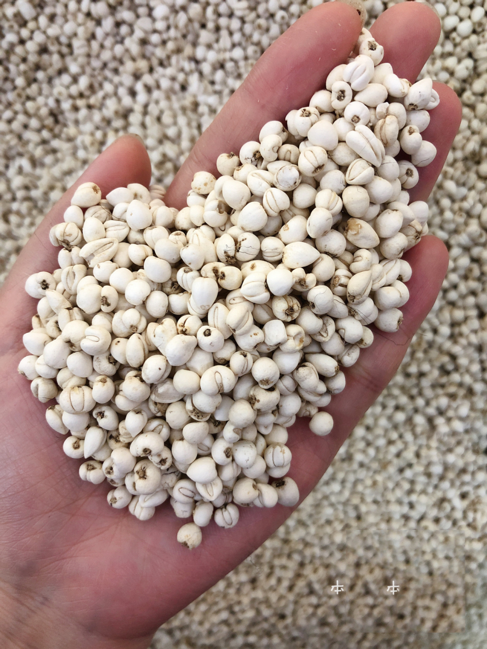 川贝,平贝,浙贝～傻傻分不清楚 野生川贝:功效止咳,久咳,润肺,作用于