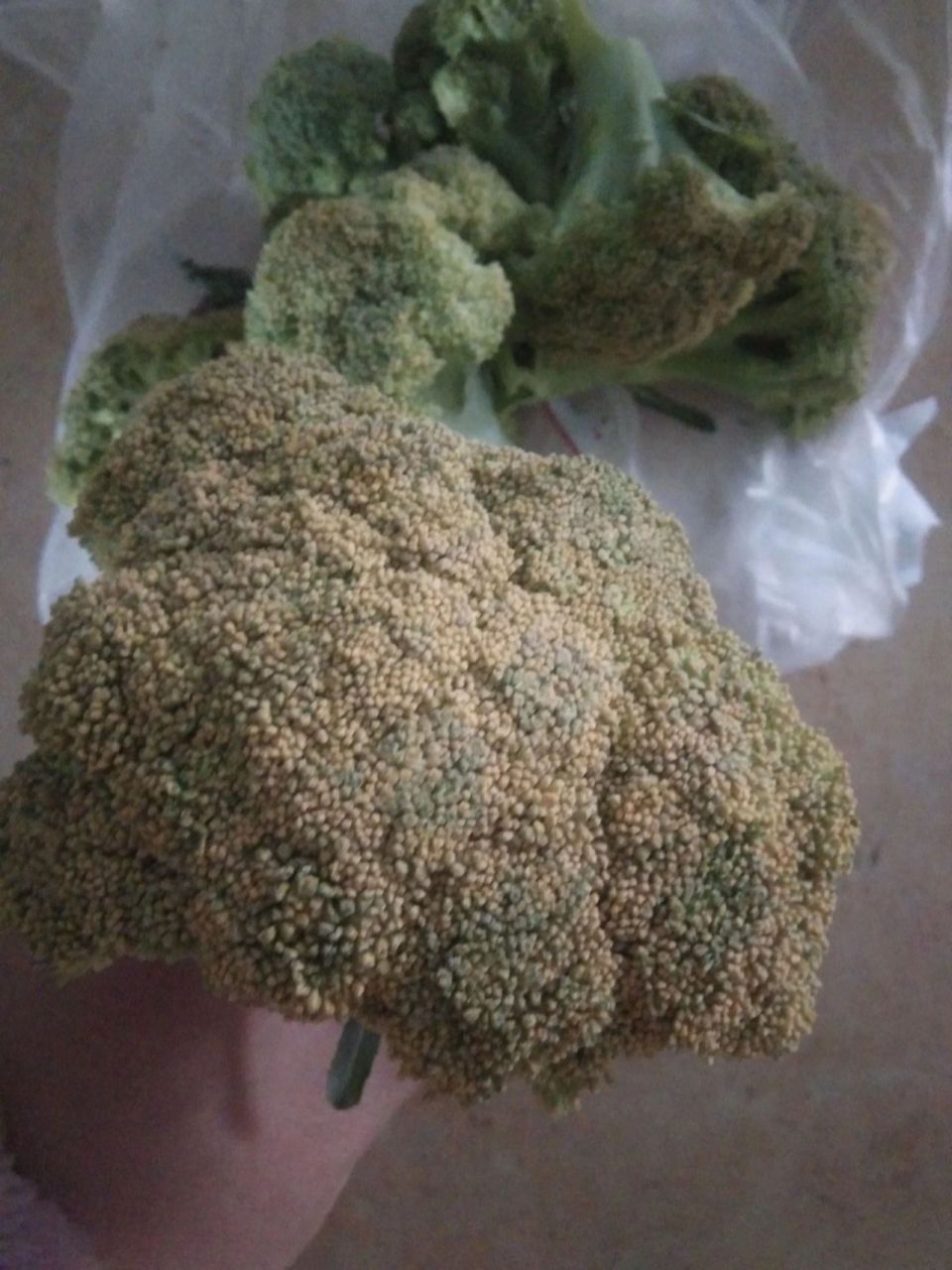 前几天买的西兰花,忘记放冰箱保鲜层了.