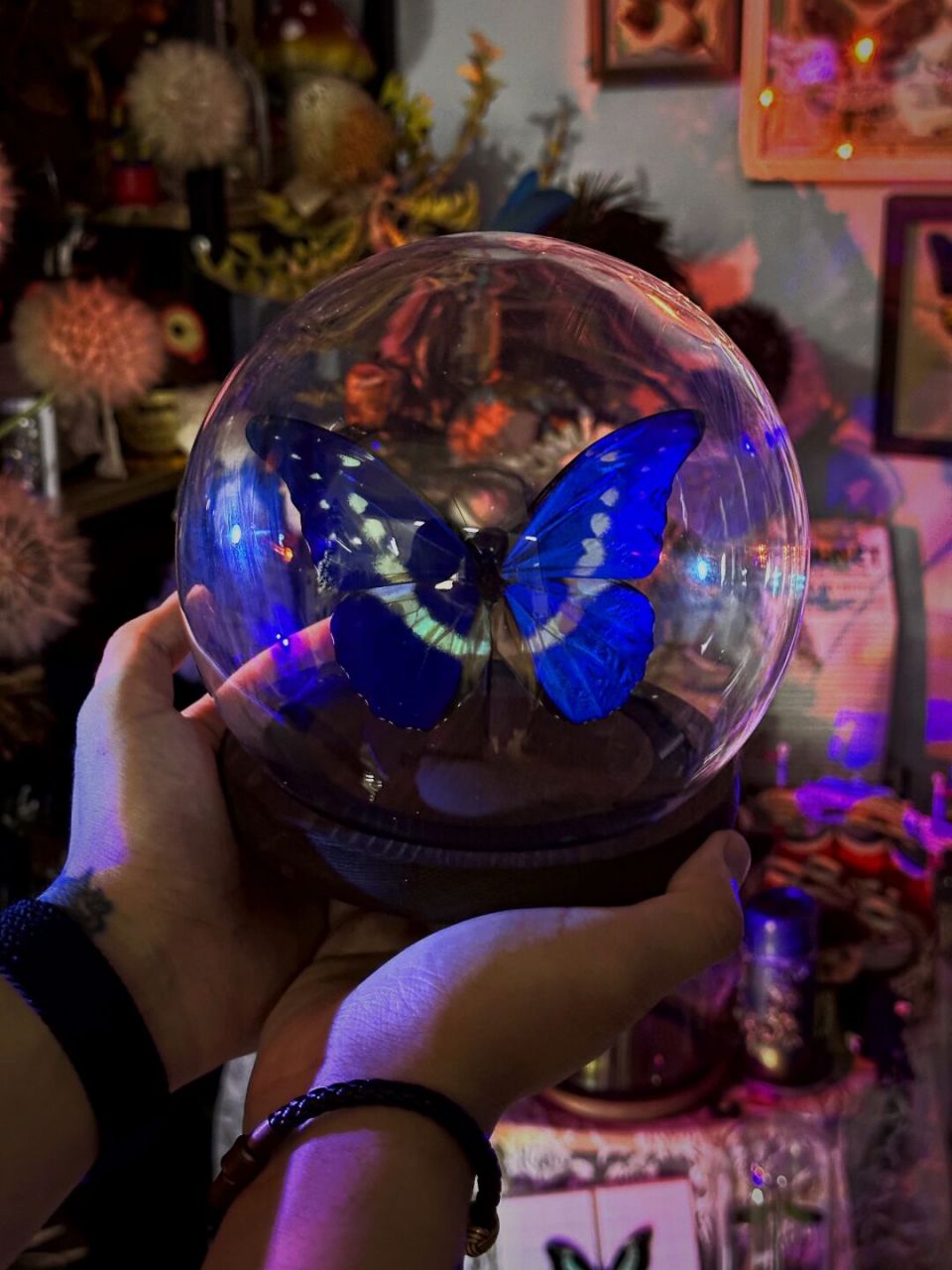 光明女神蝶 光明女神闪蝶(学名:morpho helena):是鳞翅目,闪蝶科,闪蝶