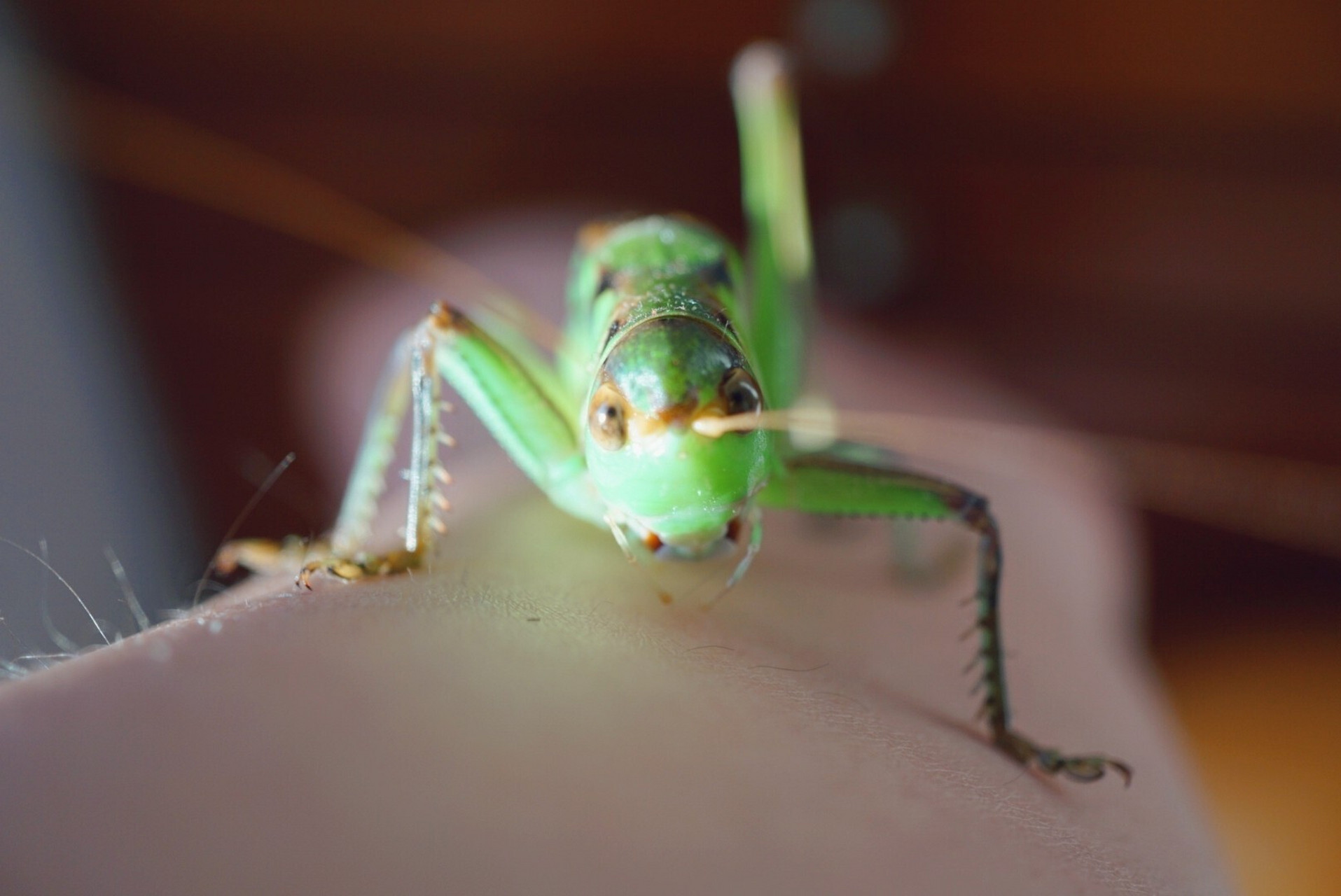 翠蝈蝈 绿蝈蝈多生在平原,农田,花生地,豆地,玉米地,菜地等农作物区.