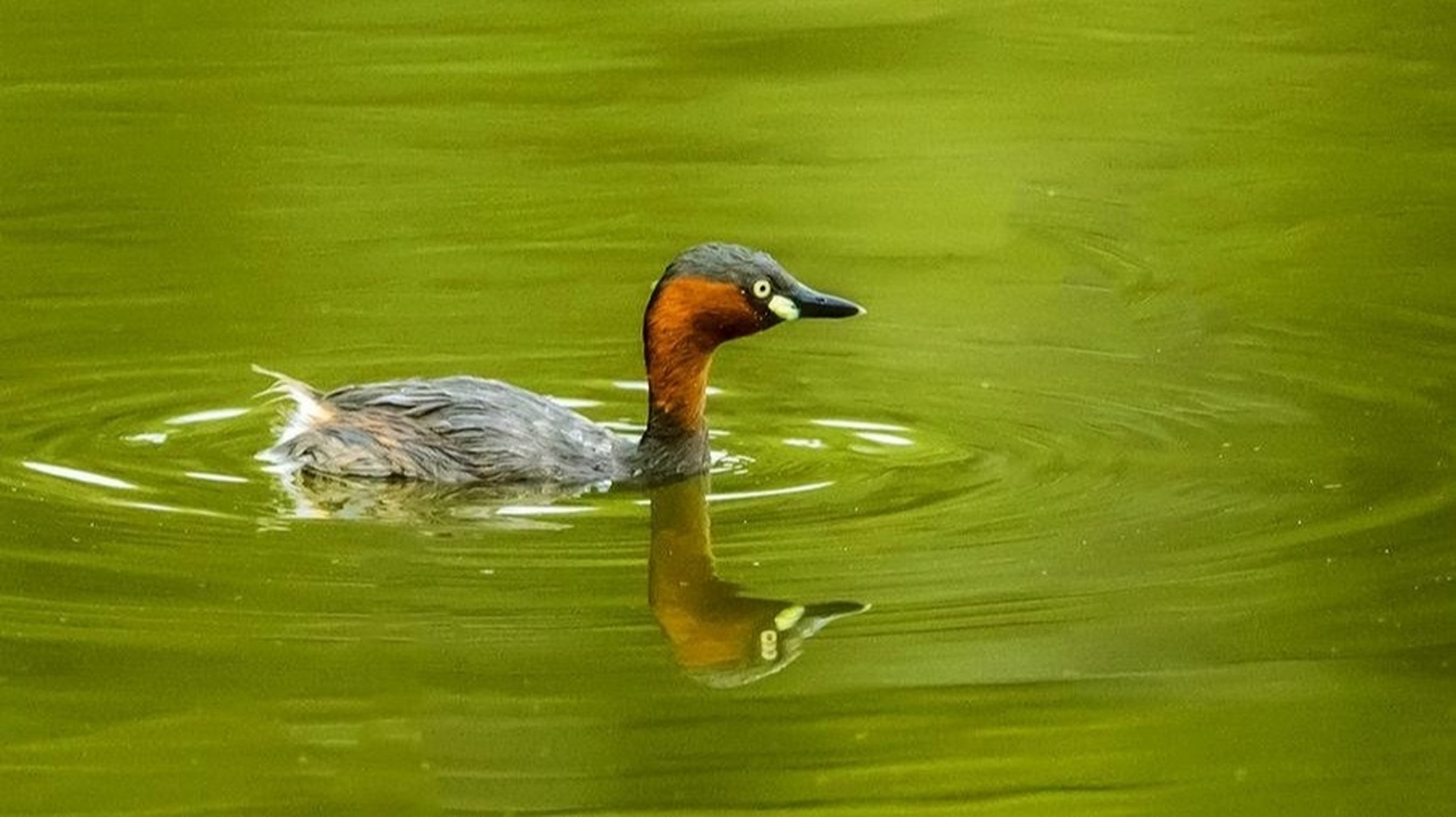 鸊鷉 一直以为是野鸭子,奇怪的叫声,入水无影踪,今天才知道它叫鸊鷉