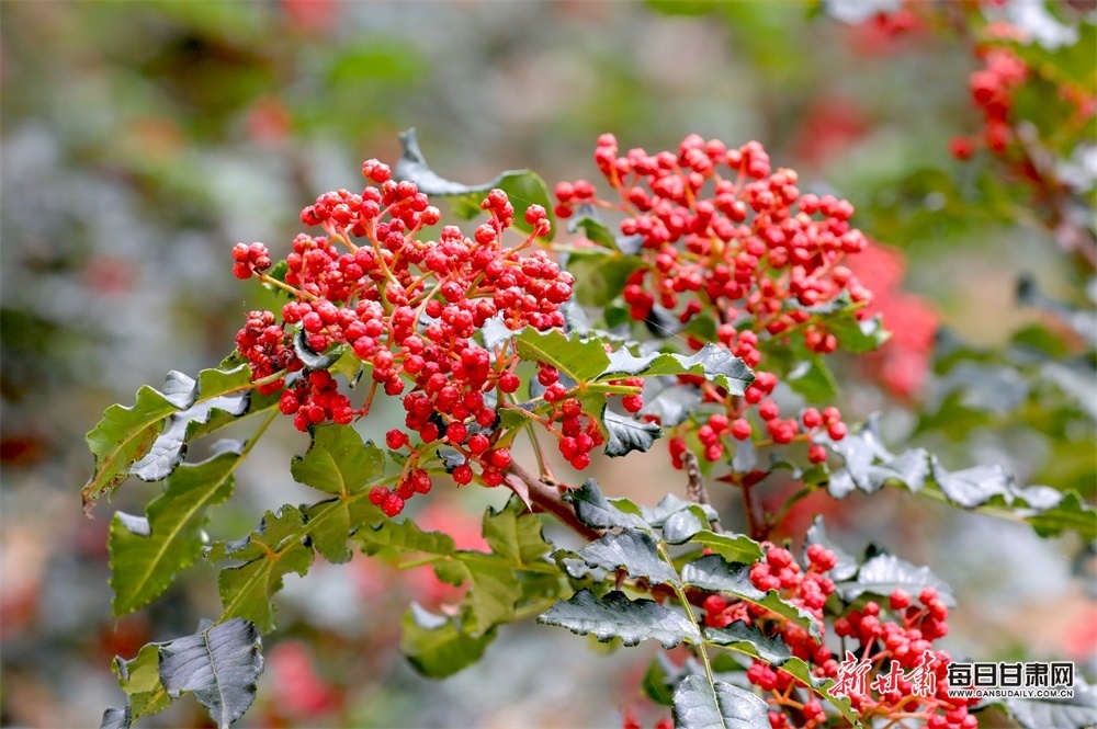 绿水青山被一片火红"点燃",走进椒园,只见串串花椒饱满鲜红,如玛瑙般