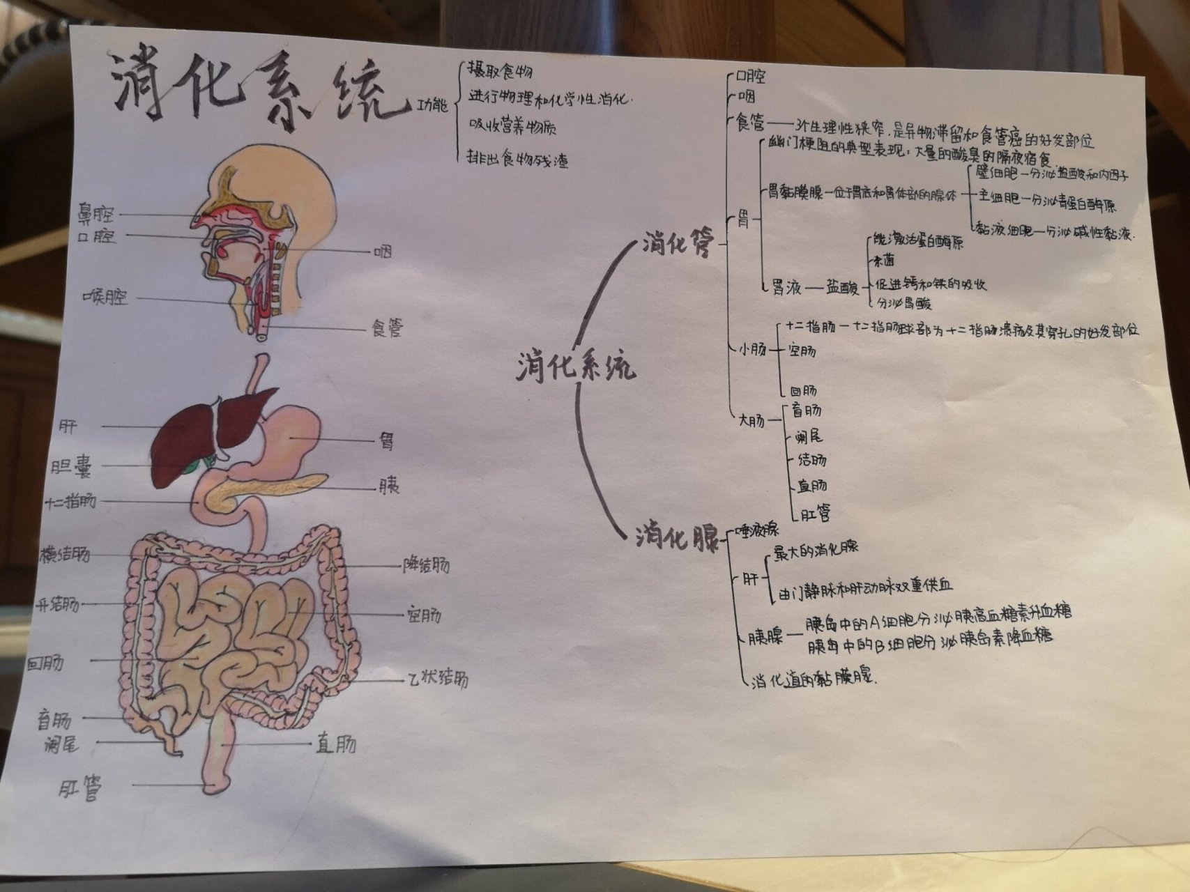 食物的消化吸收手抄报图片