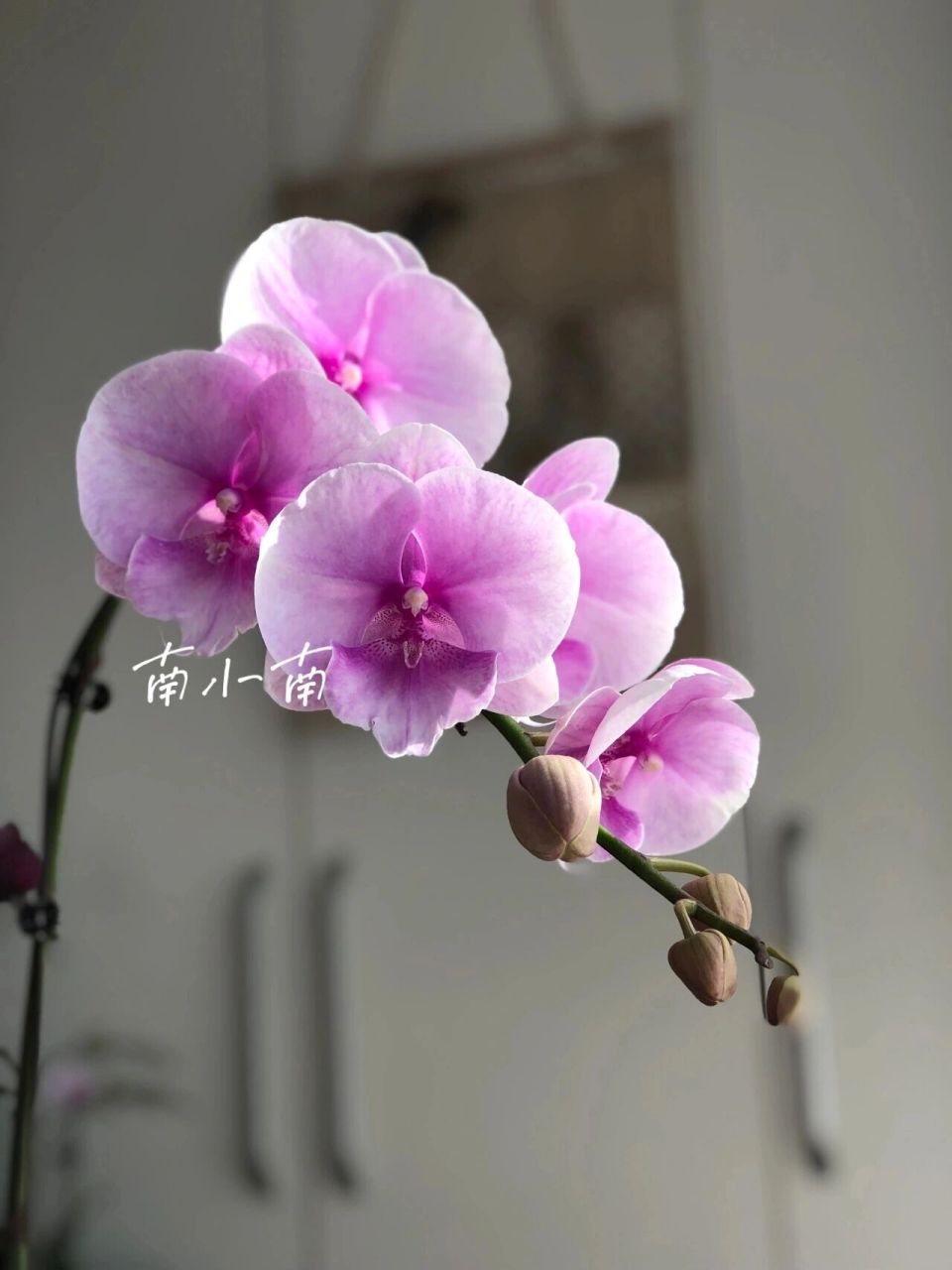 蝴蝶兰 粉色迷雾2127 粉色迷雾 仙气爆棚的仙女下凡