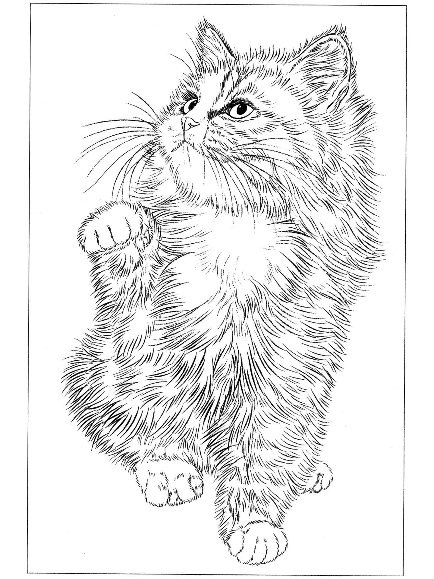 【工笔白描动物素材】高清"猫咪"