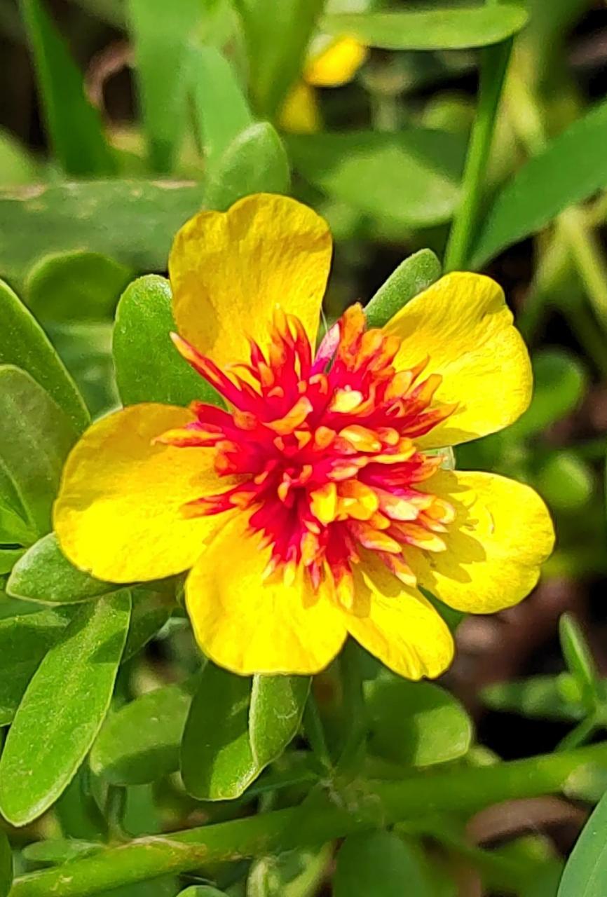 太阳花有各种各样的美 玫红王老桩 重楼 粉芙蓉 阔叶单瓣白 都那么美