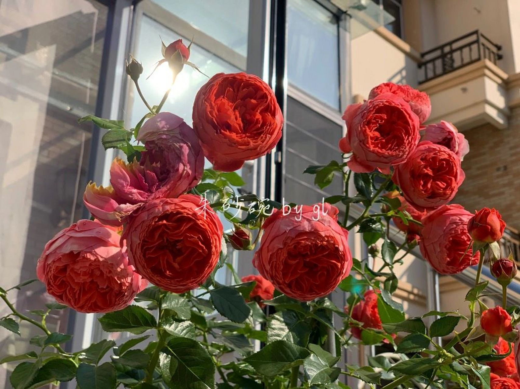 天狼自育月季:朱砂碗 饱受了诟病的朱砂碗,开出的样子还是很让人服气