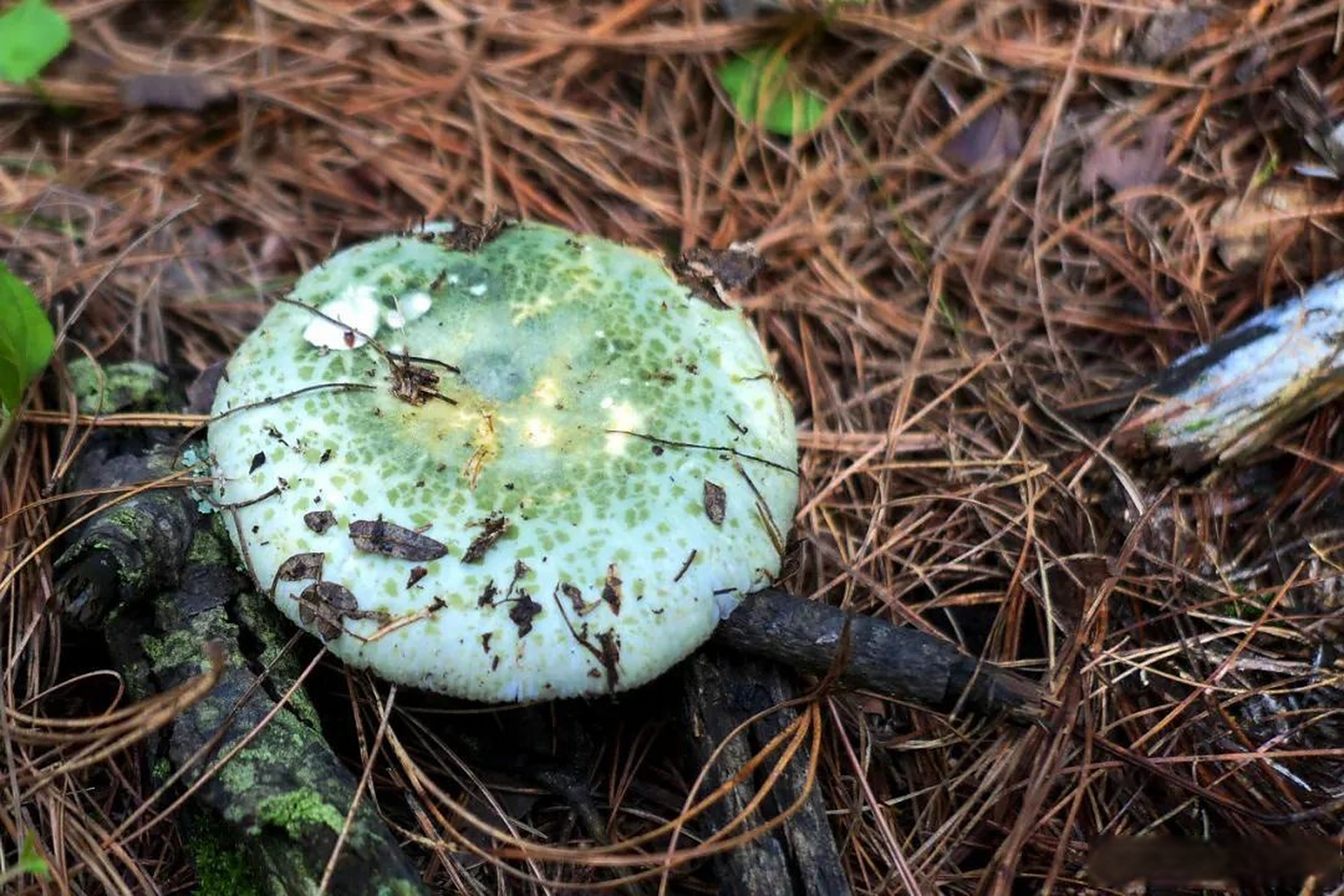 总要去趟腾冲吧#【腾冲野生菌佳丽排行——青头菌】菌如其名,青头