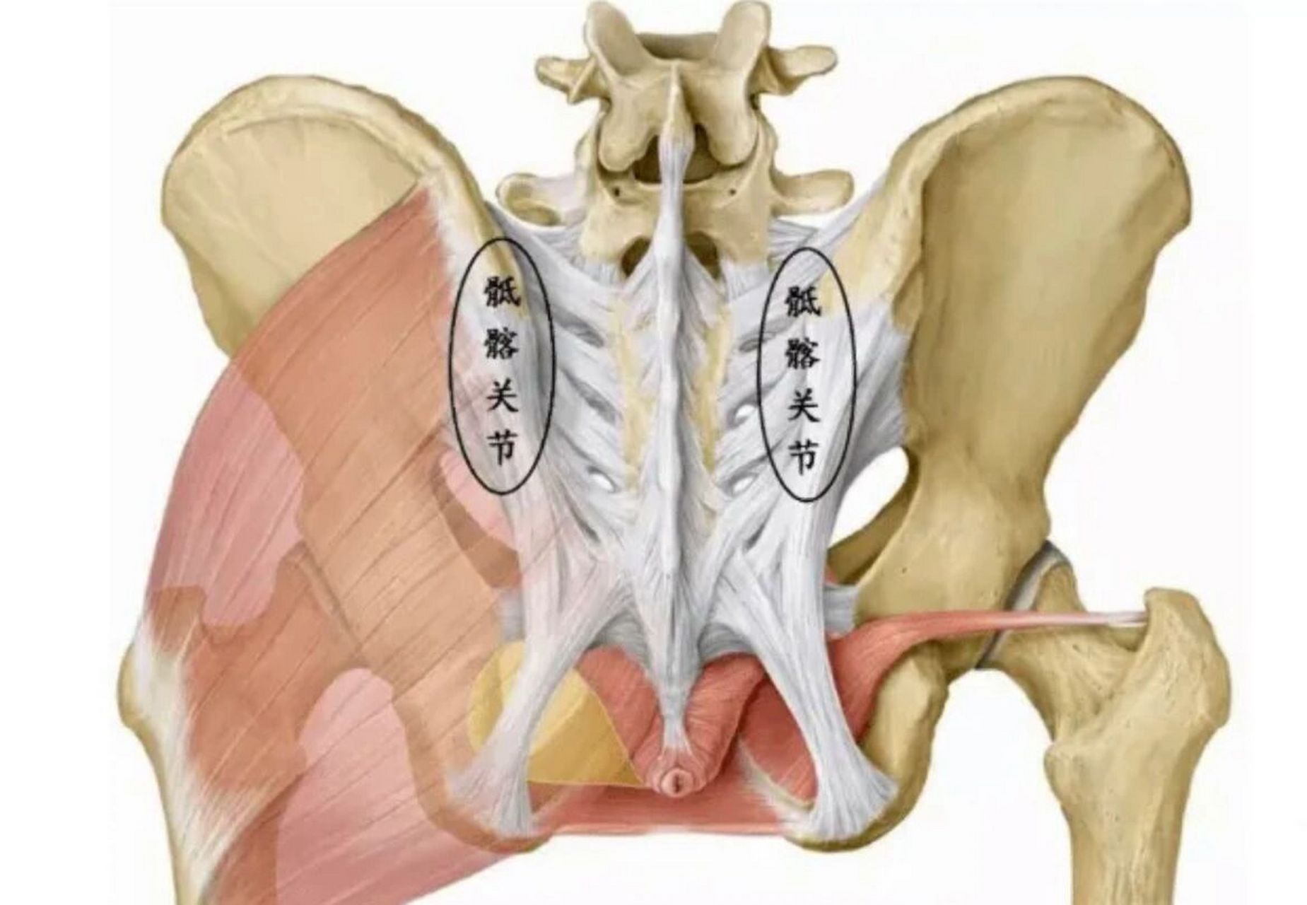 —骶髂关节 骶骨两侧,通过骶髂关节,连接到髂骨的