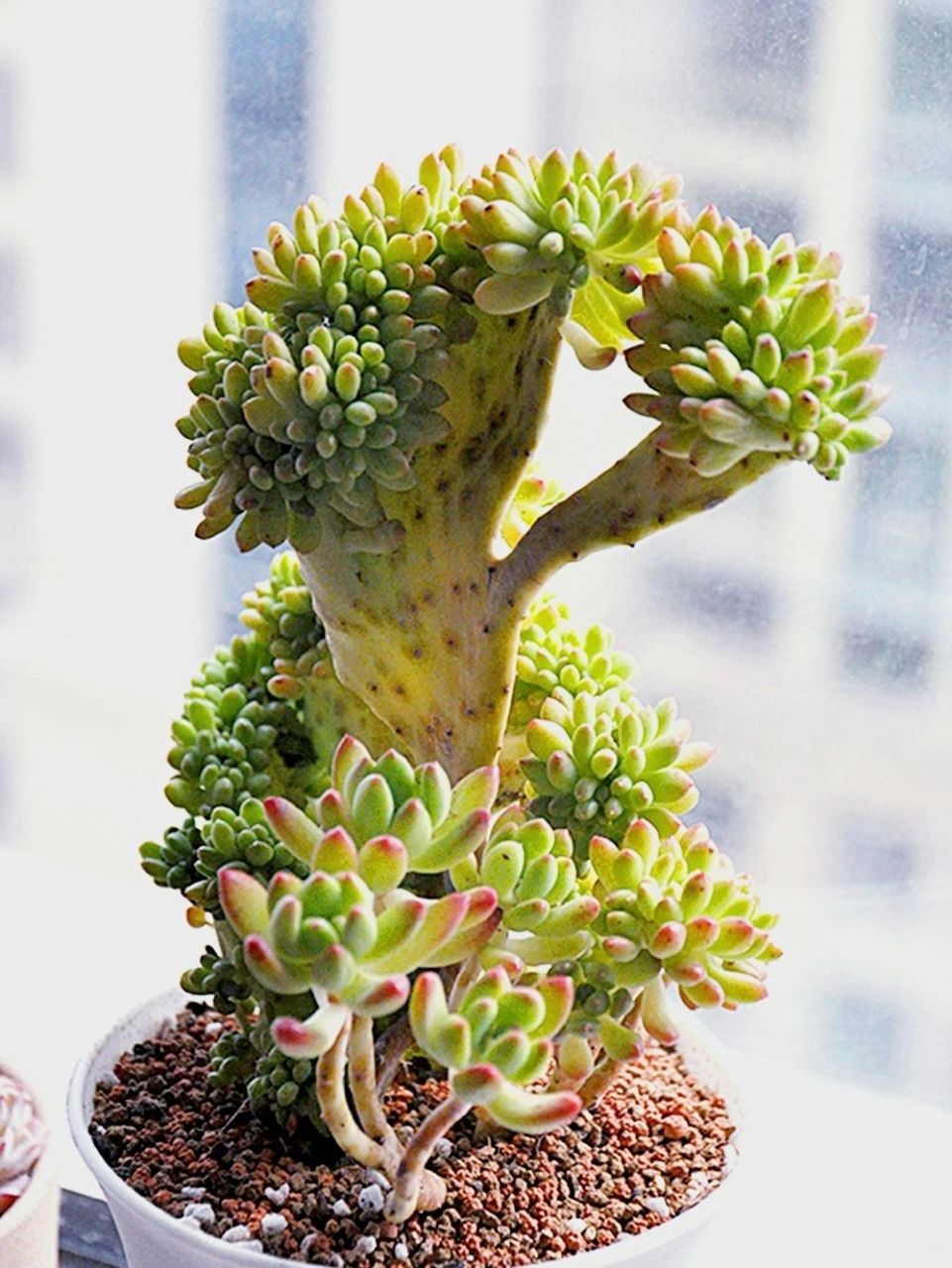 春萌多肉缀化,你怎么可以那么可爱91 对于部分养多肉的友友,新奇有