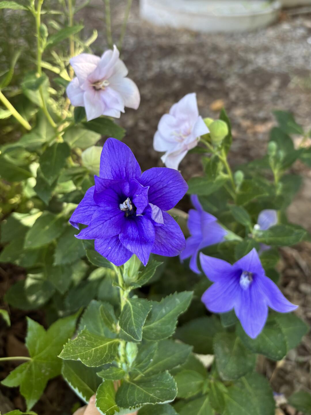 第七年开花的桔梗