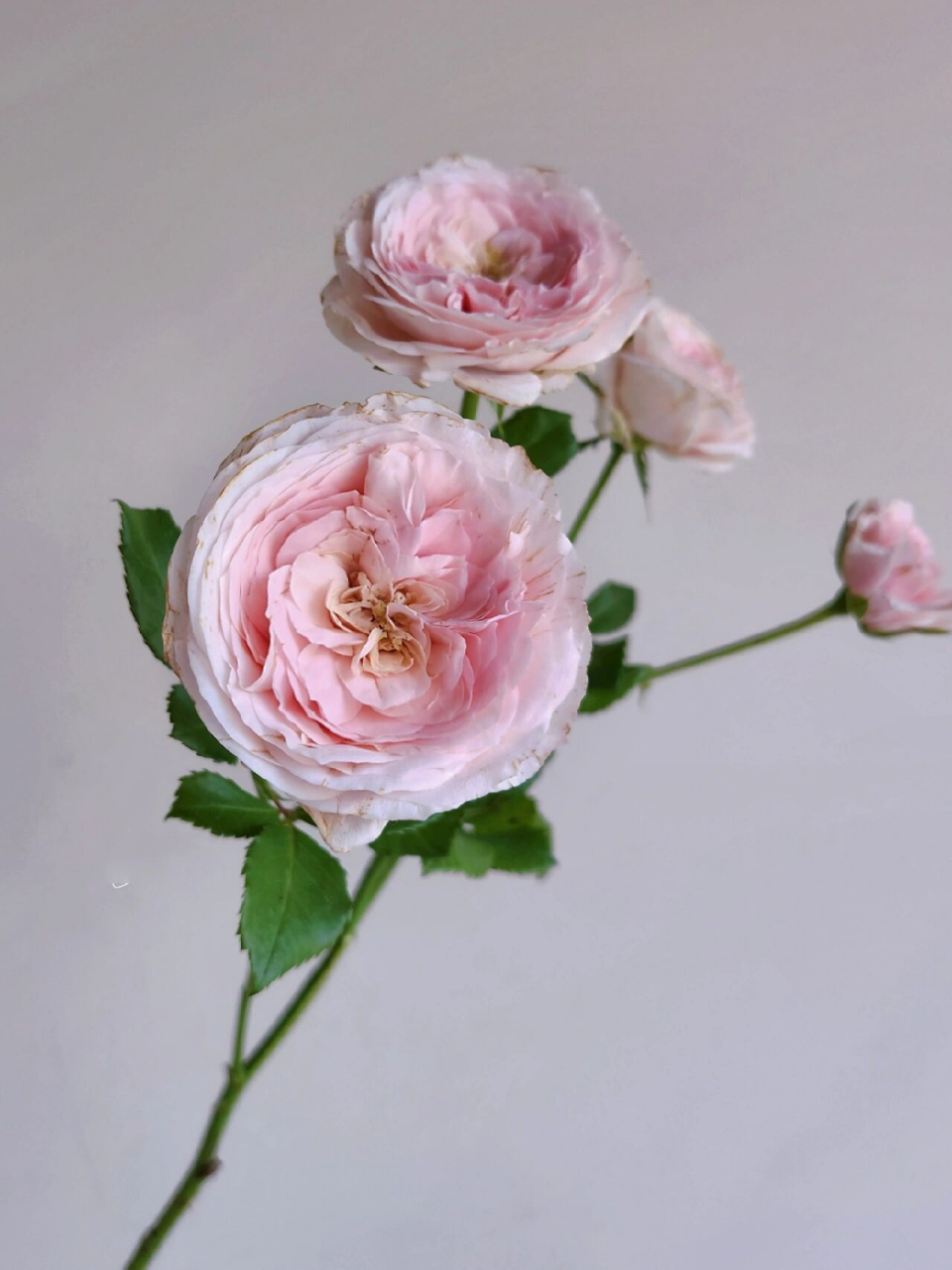 多头玫瑰 梅拉新娘/宏博 跟多头公主礼服一样,也是爱出伤的主.