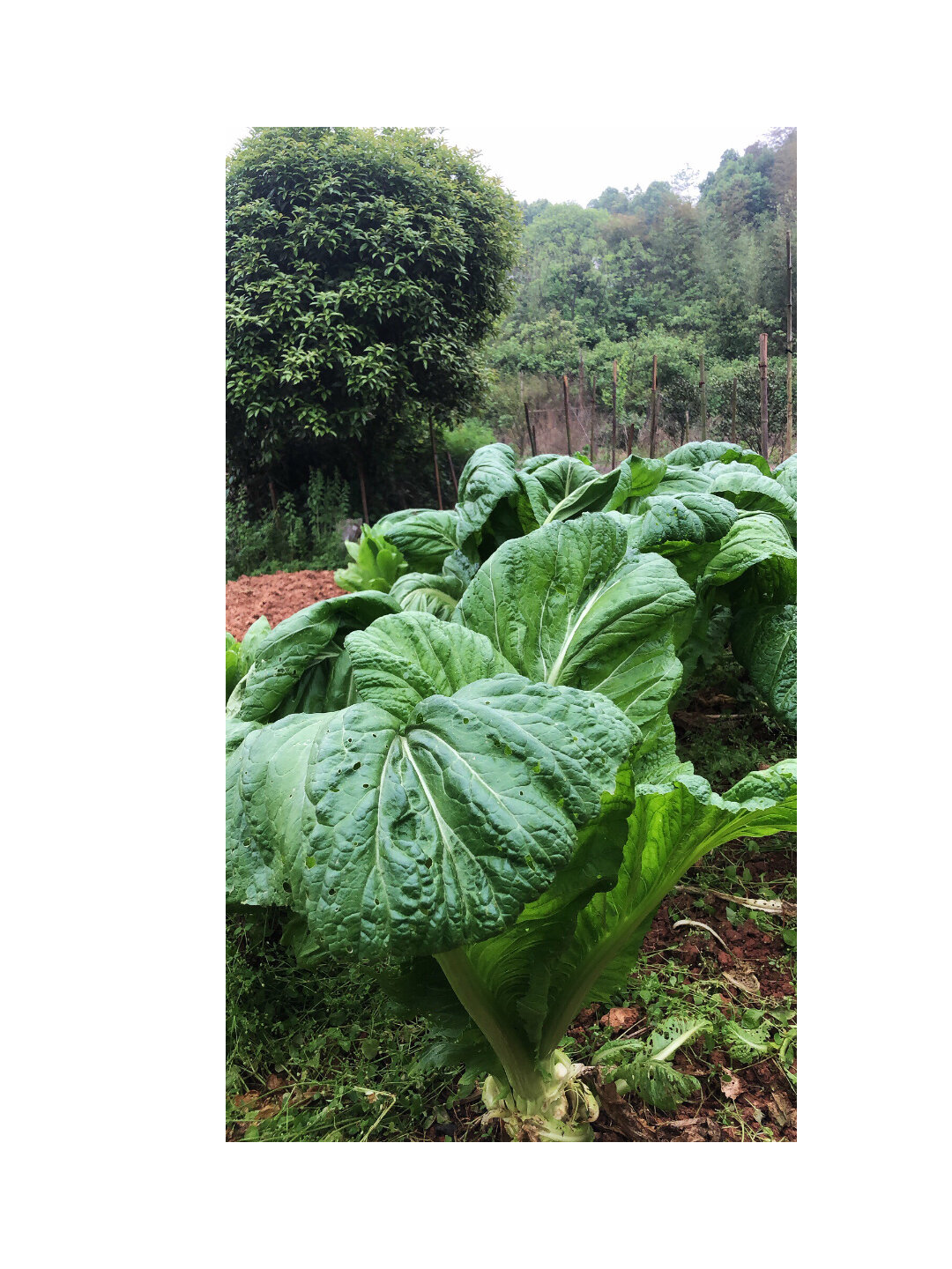 第一次看到这么大叶子的菜