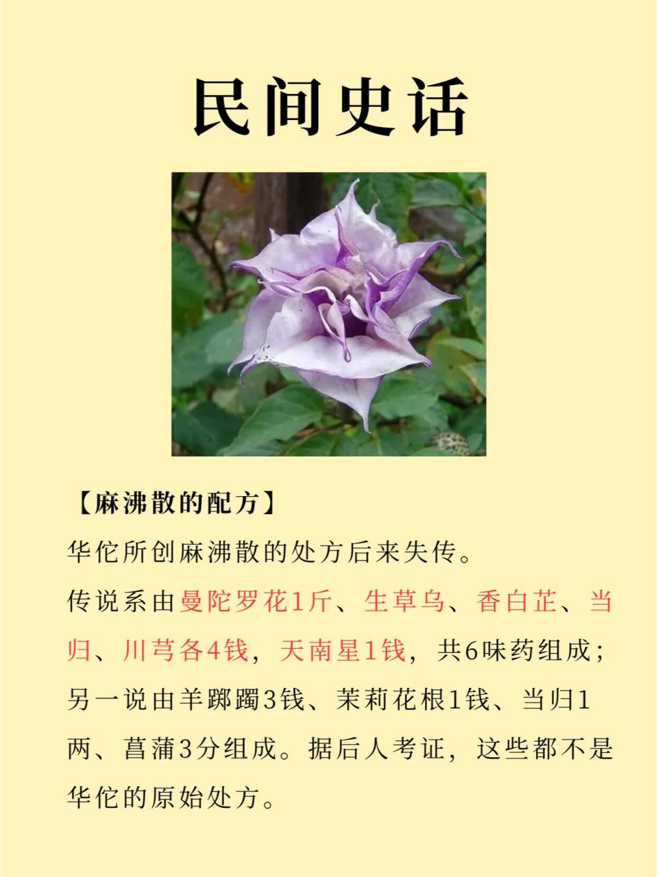 曼陀罗61中国古代的麻醉药 	 花种简介 茄科曼陀罗属植物,一年生