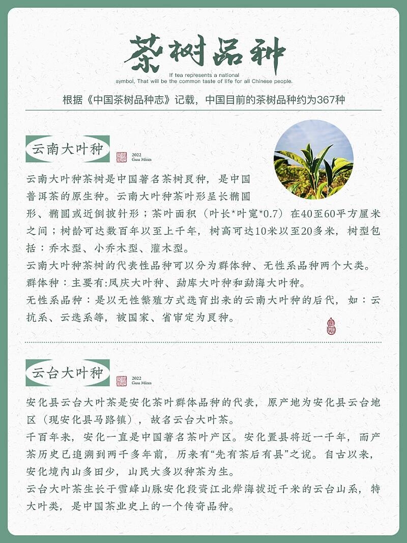 中国茶树|品种数量知多少,约为367种!