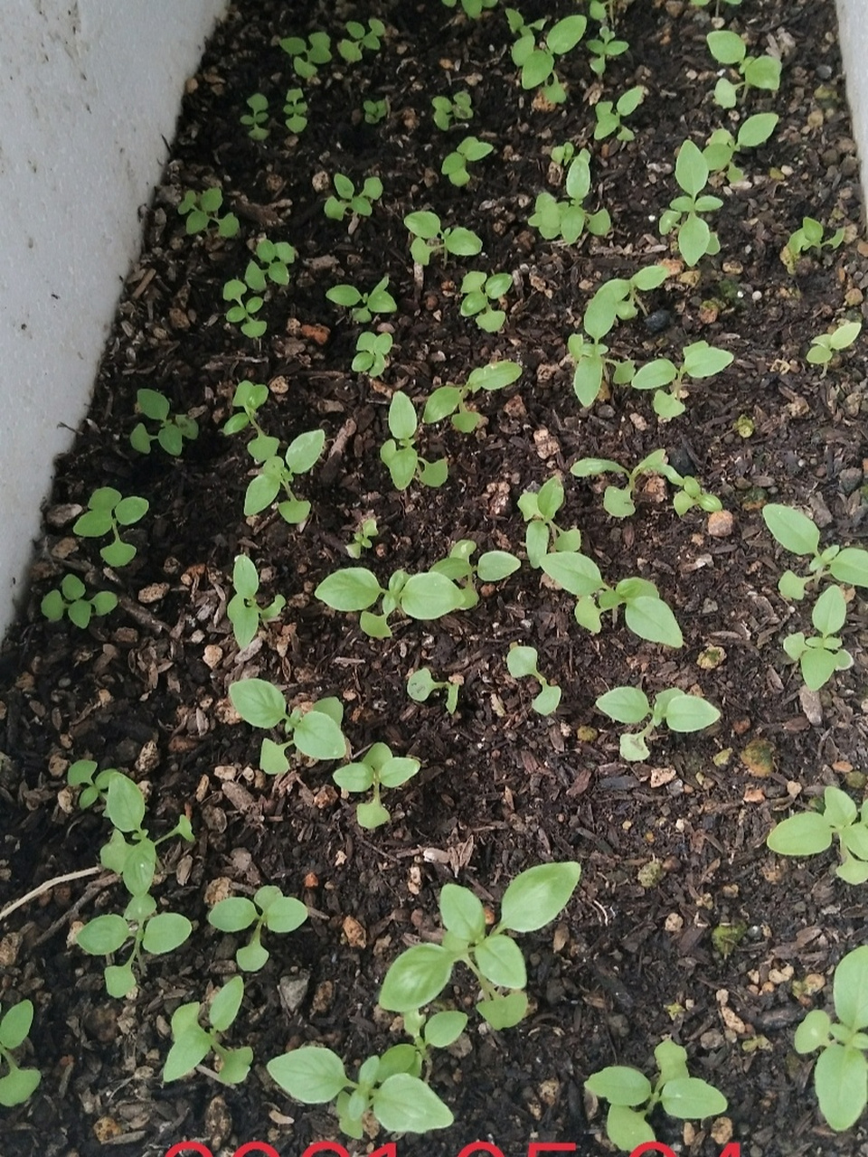 我的九层塔(荆芥)一个月成长历程 学名:九层塔 土话:荆芥 味道:淡淡的